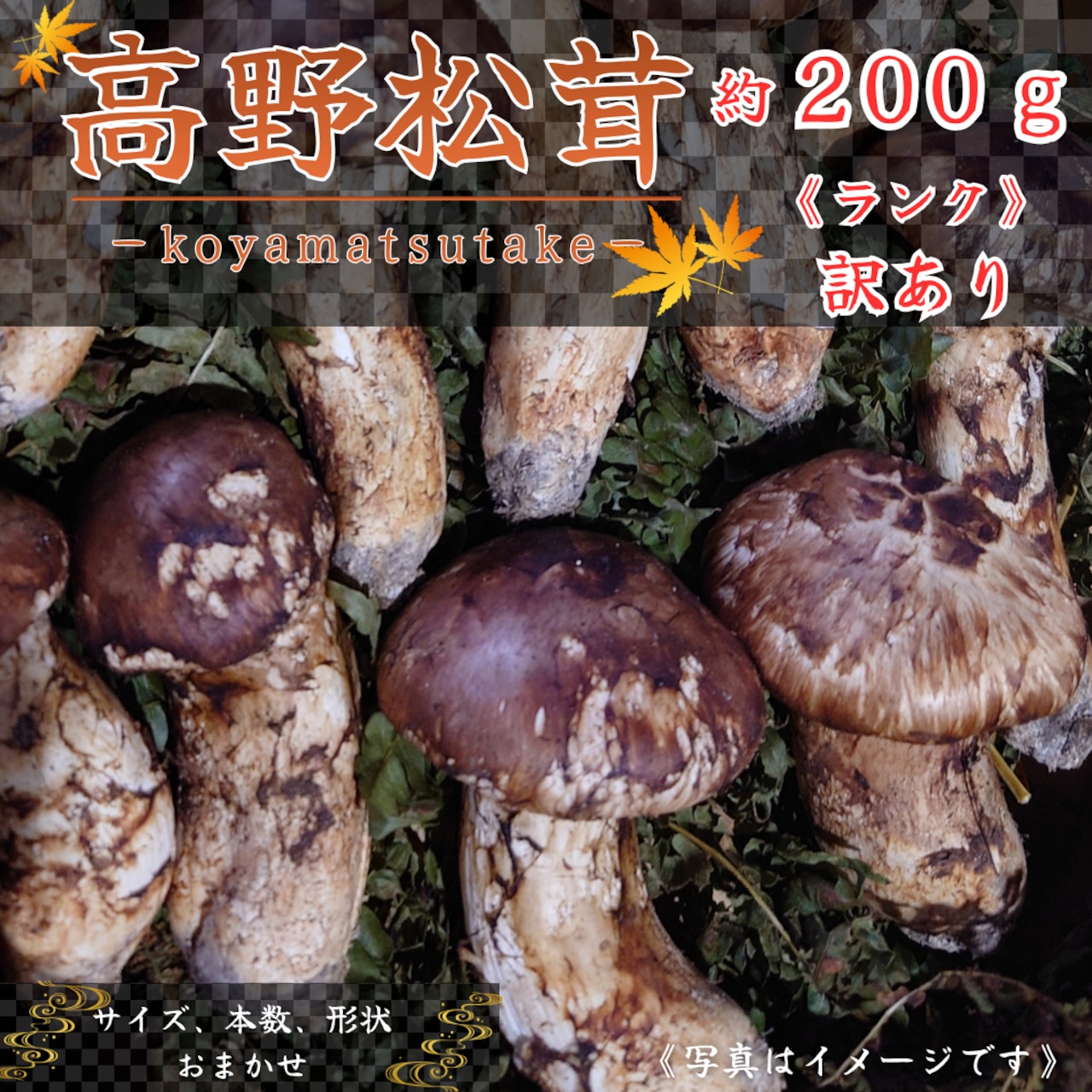 9月～11月限定】高野松茸 | tokusashop