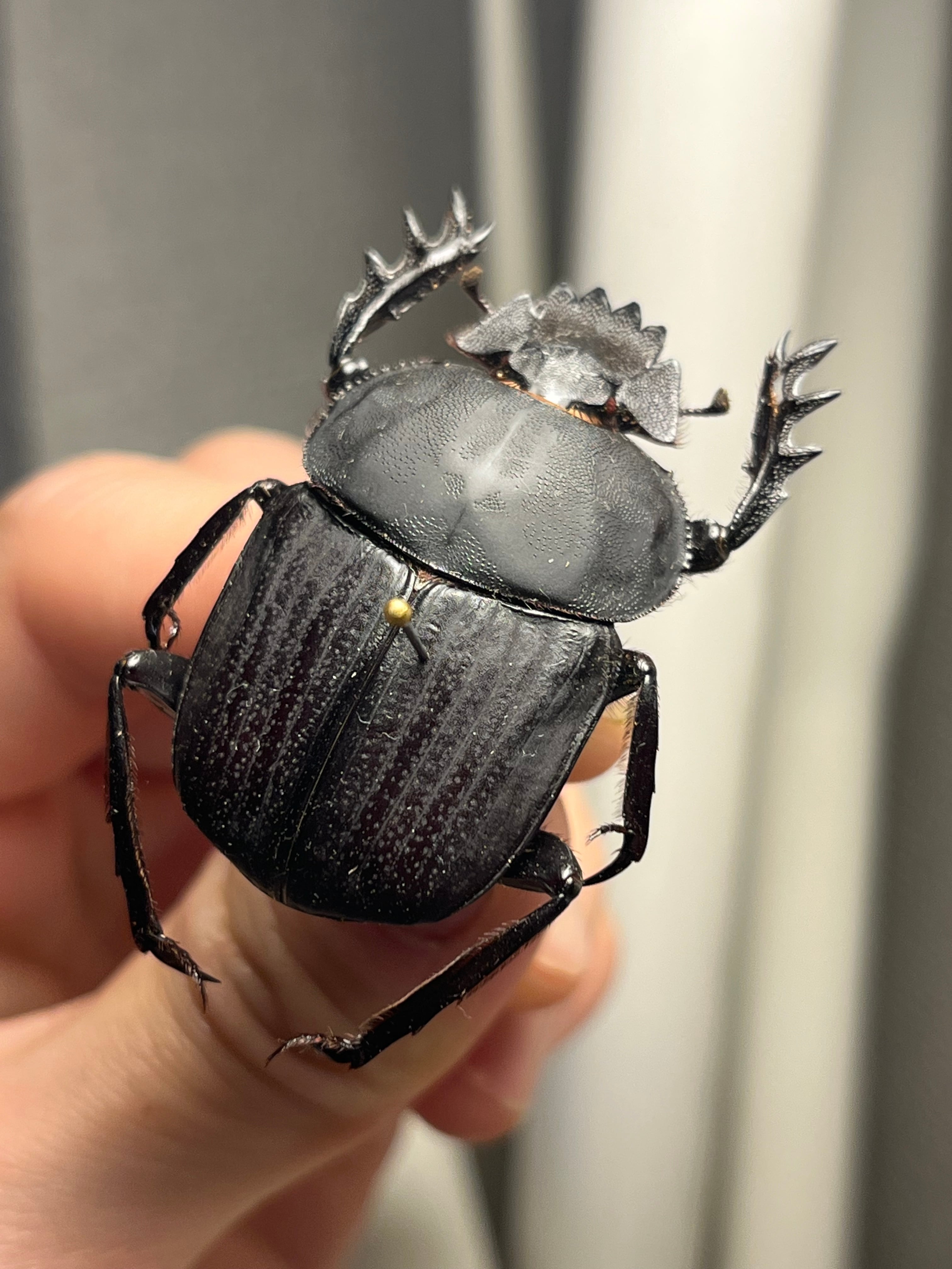 糞虫標本】タマオシコガネの一種 Pachysoma 糞虫フンコロガシ甲虫昆虫