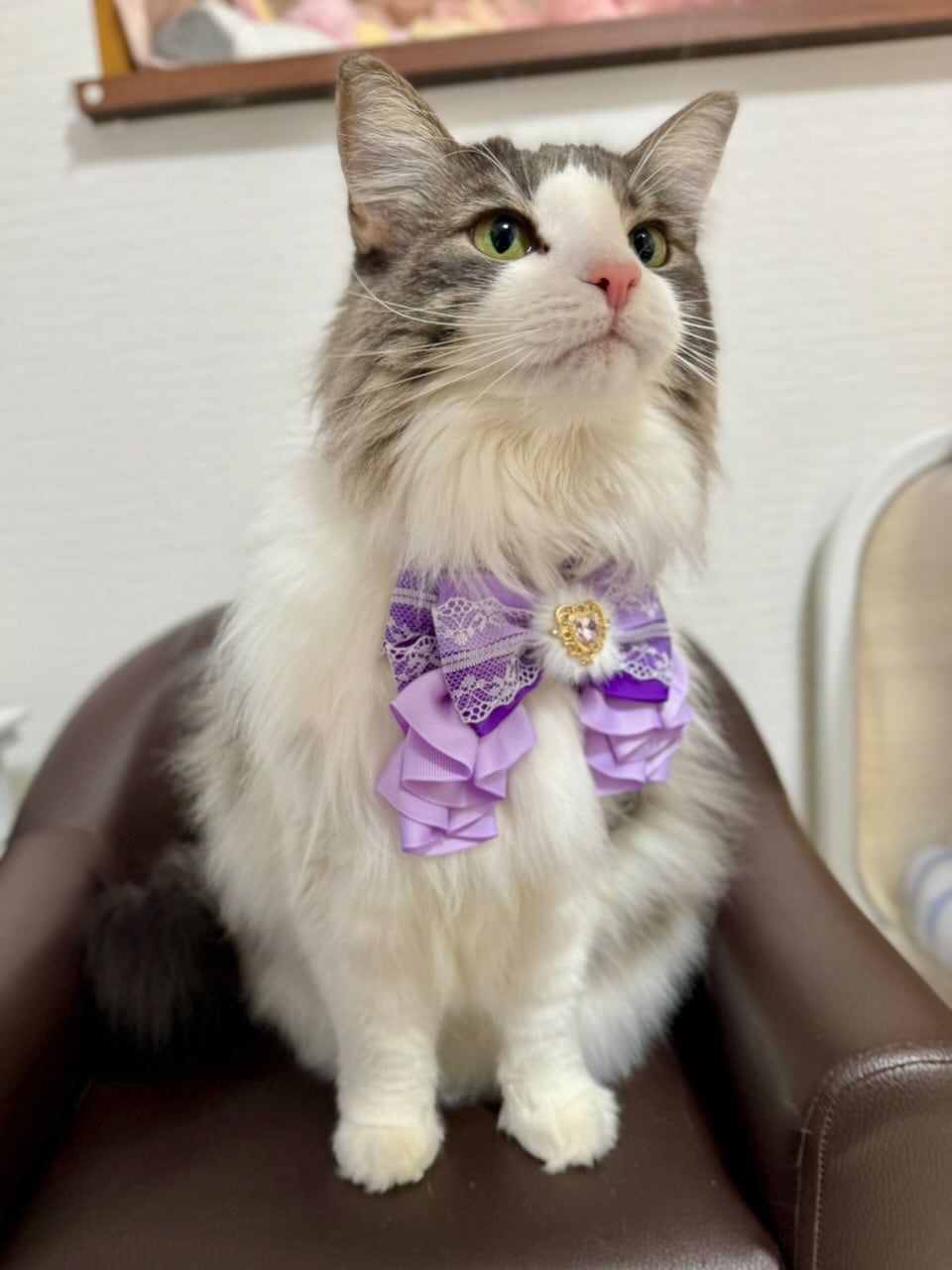 ハートチョーカー】グランデサイズ いちごチョコ 犬猫チョーカー