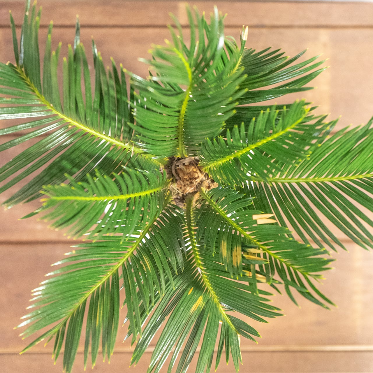 厳選一点物 パイナップルのようなゴツゴツした幹が魅力のソテツ ハンドメイドモルタル鉢と速乾性ソイルで仕立てた風格ある極上の一鉢■虫発生抑制【全国一律送料850円】