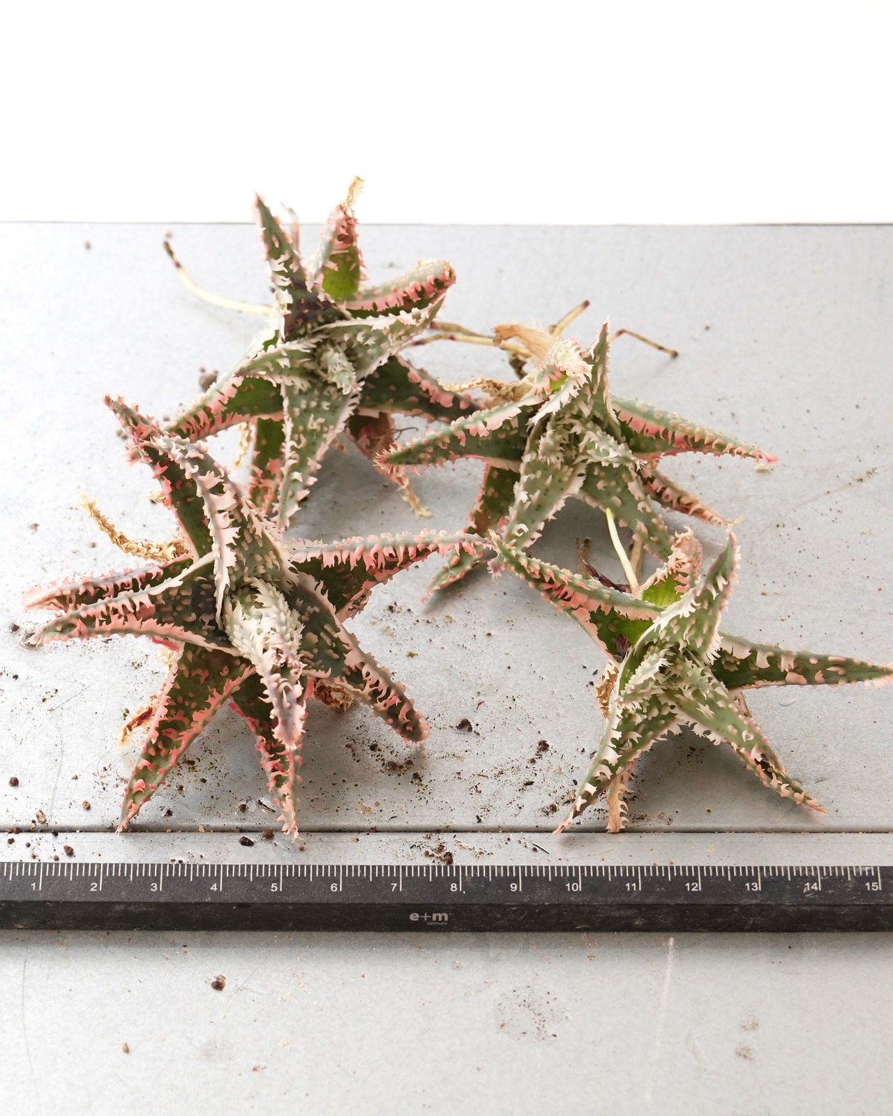 抜き苗 アロエハイブリッド レッド系 Aloe Hybrid