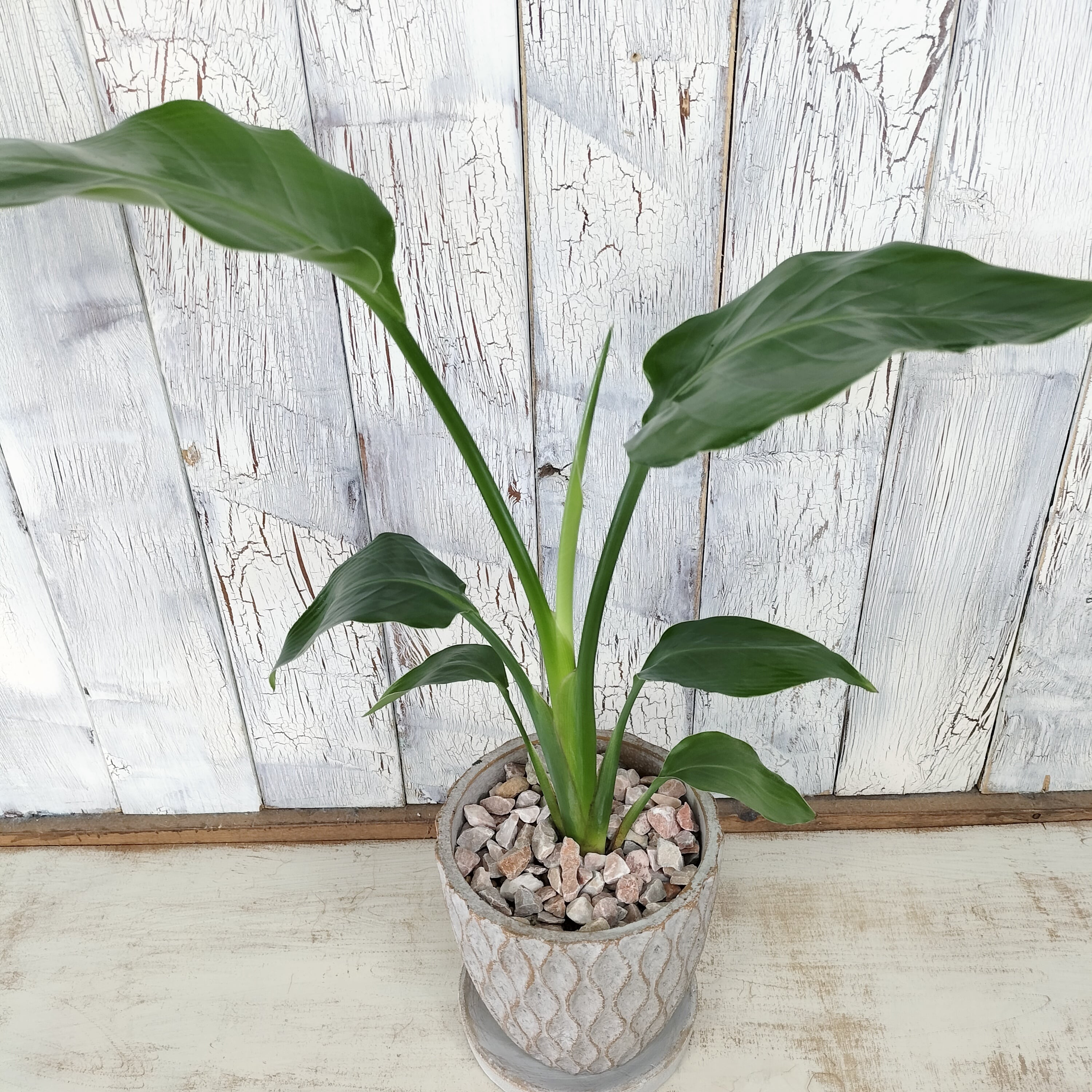 ストレリチア オーガスタ 観葉植物 | 陽華園