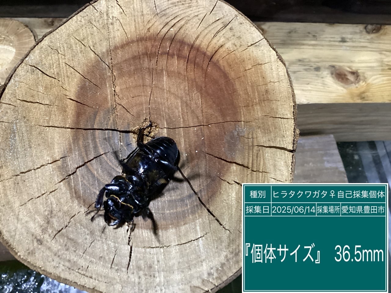 本土ヒラタクワガタ愛知県産ペア NO29 ♂67mm ♀36.5mm | 国産クワガタ