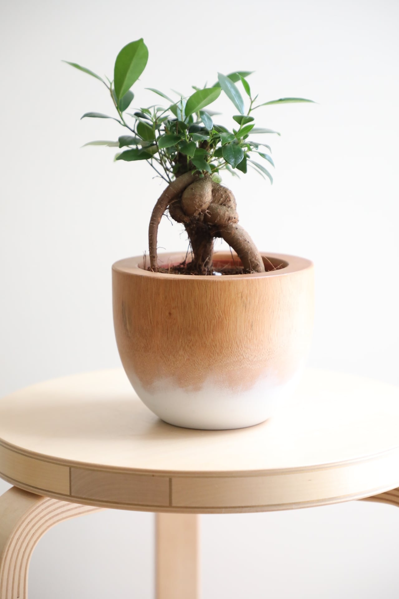 S】ガジュマル/Ficus microcarpa | 【厳選植物・器】MIDORI DOUMEI 翠