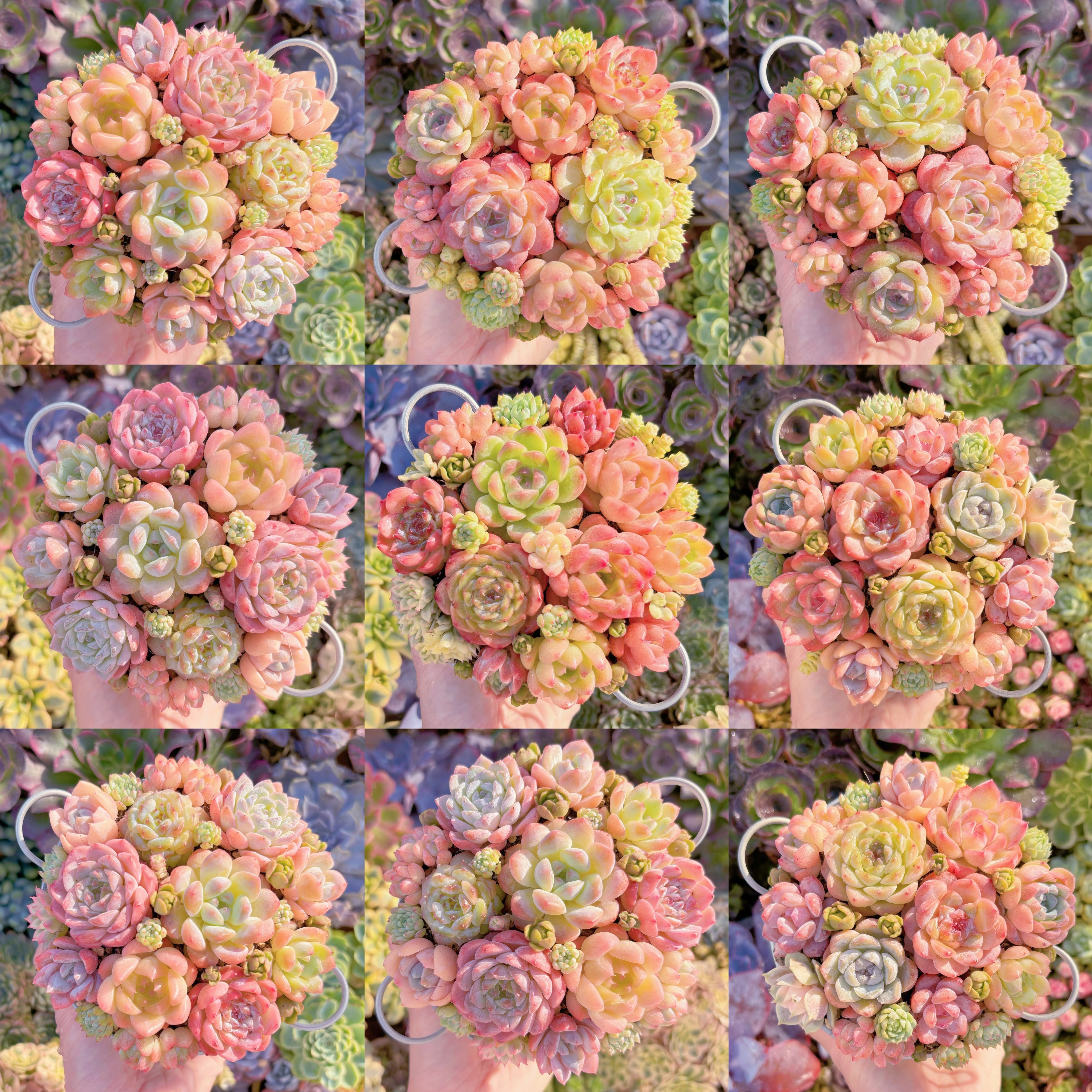 大人気☆Sランク☆寄せ植えセット | るる農園~多肉植物専門