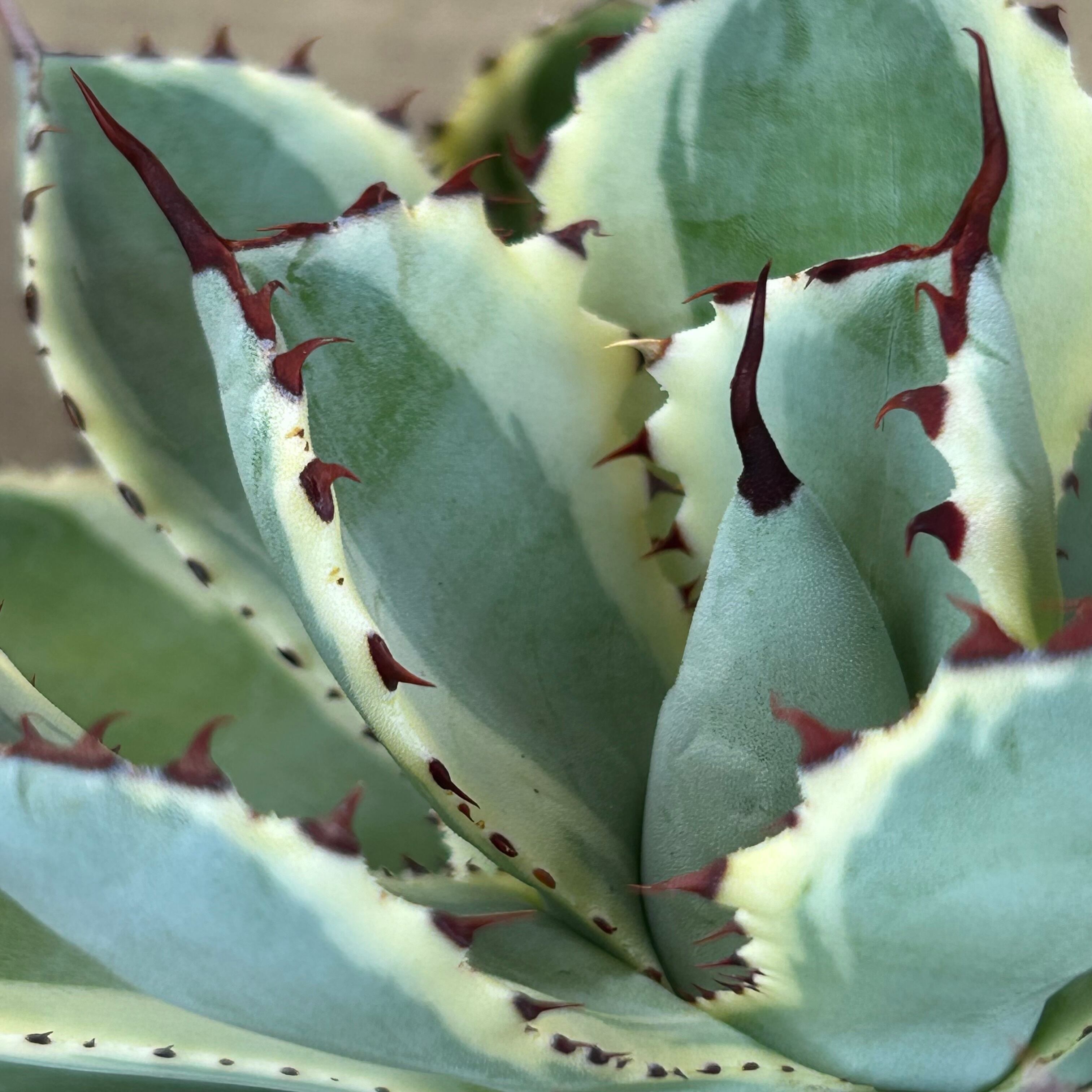 H)吉祥冠錦 | RuPo 多肉植物専門店