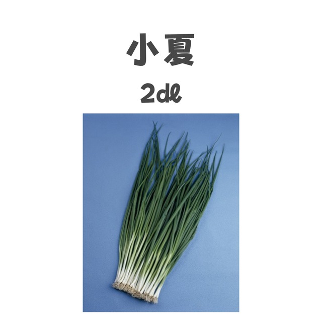 小夏　ネギ種子・2dl