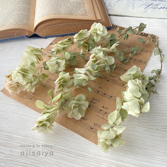 オレガノ・ケントビューティー　グリーン　【 お得パック 】　＜ドライフラワー＞