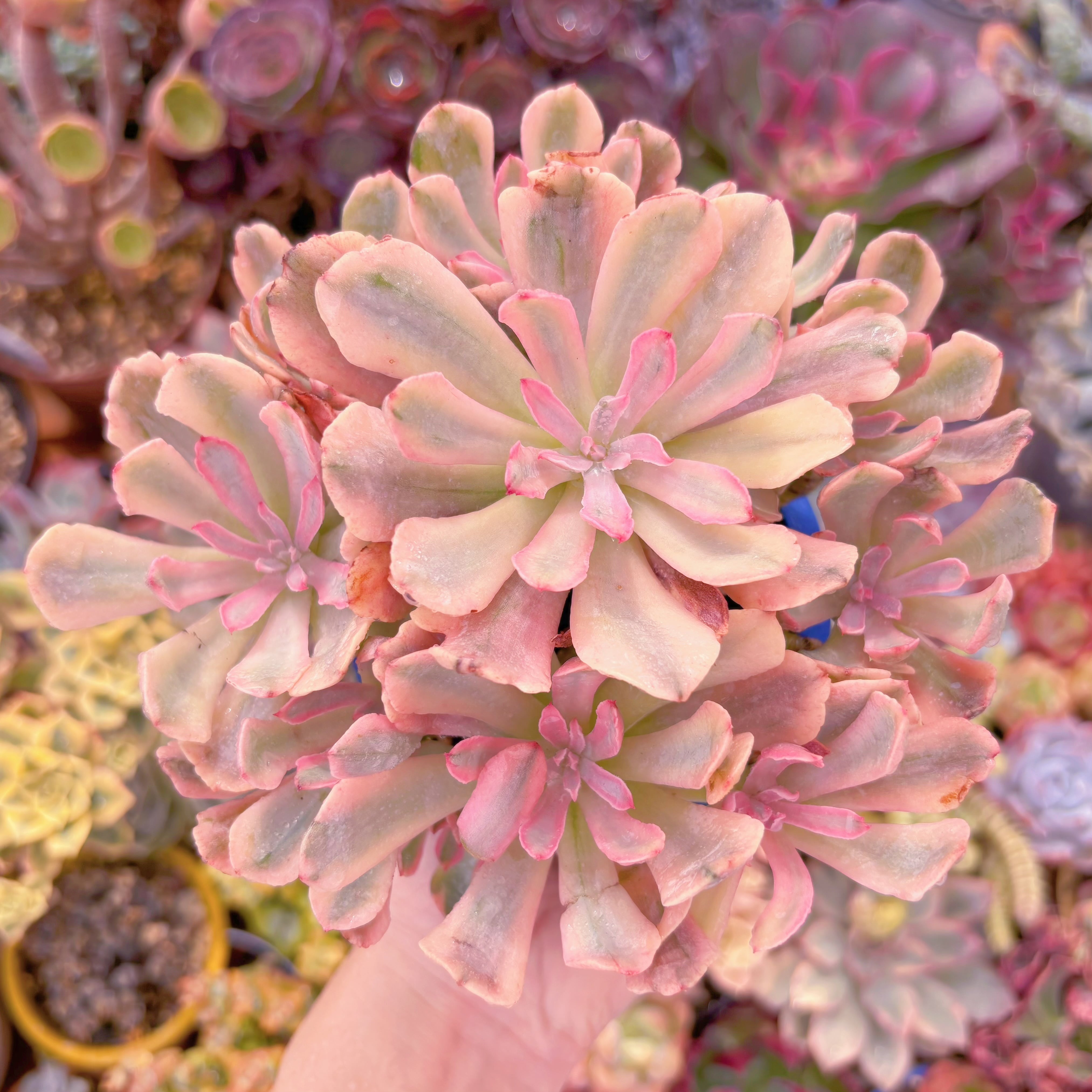 多肉植物　hoveyi錦　大群生　新入荷　るる農園