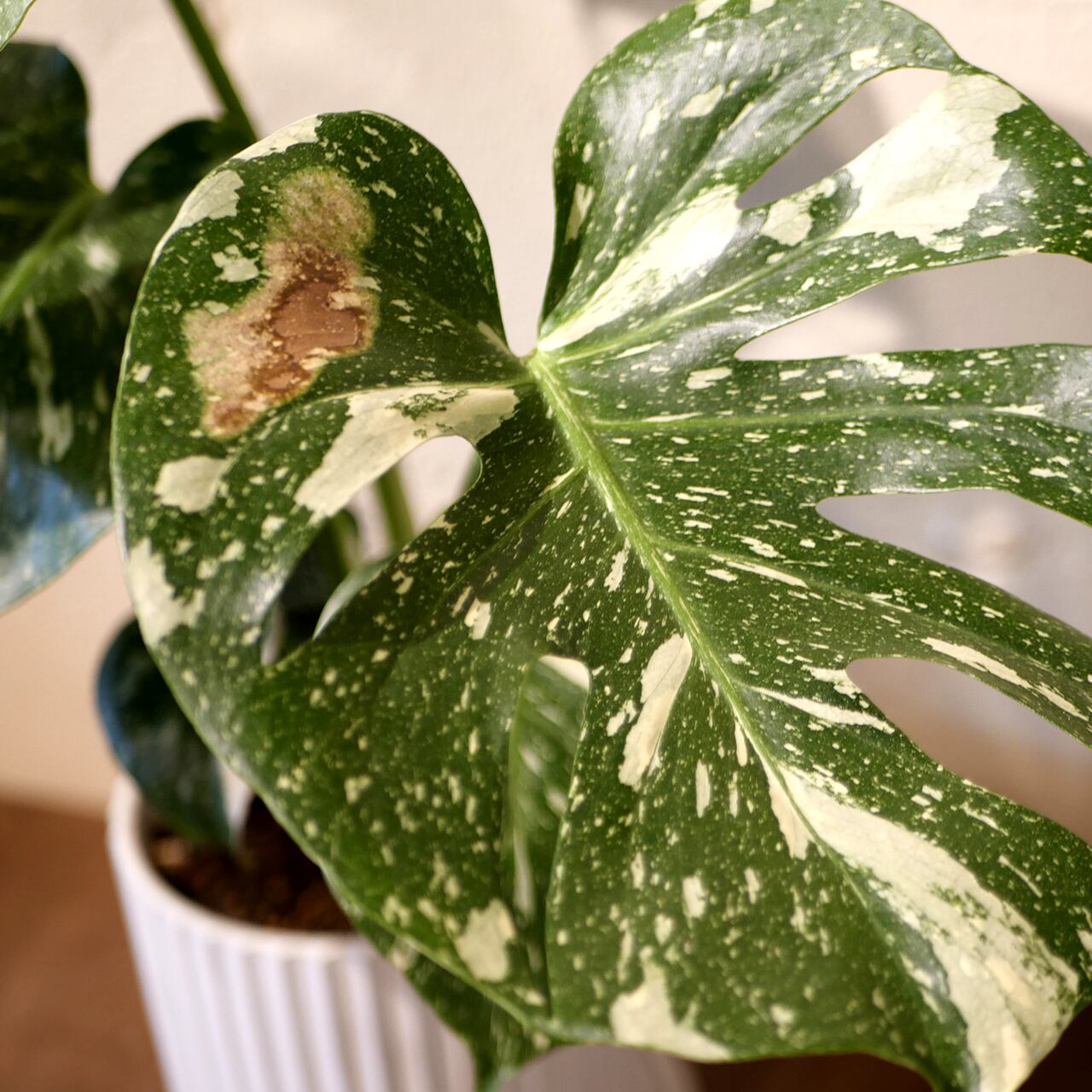 C-795【鉢植え発送】斑入りモンステラ 最高級 ハーフムーン 厳選