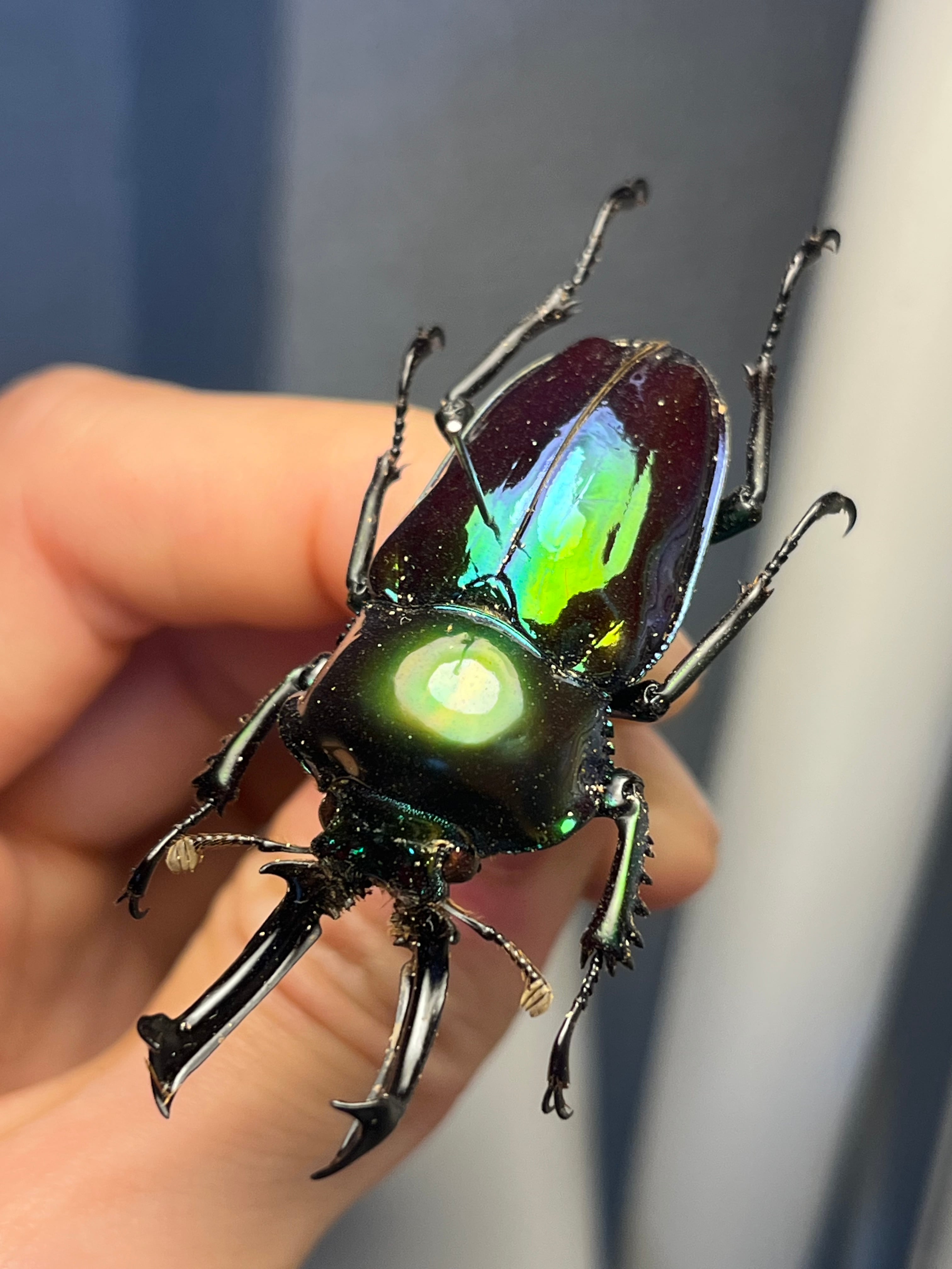 標本】ニジイロクワガタ オウゴンオニクワガタ ピカール血統 エラフス