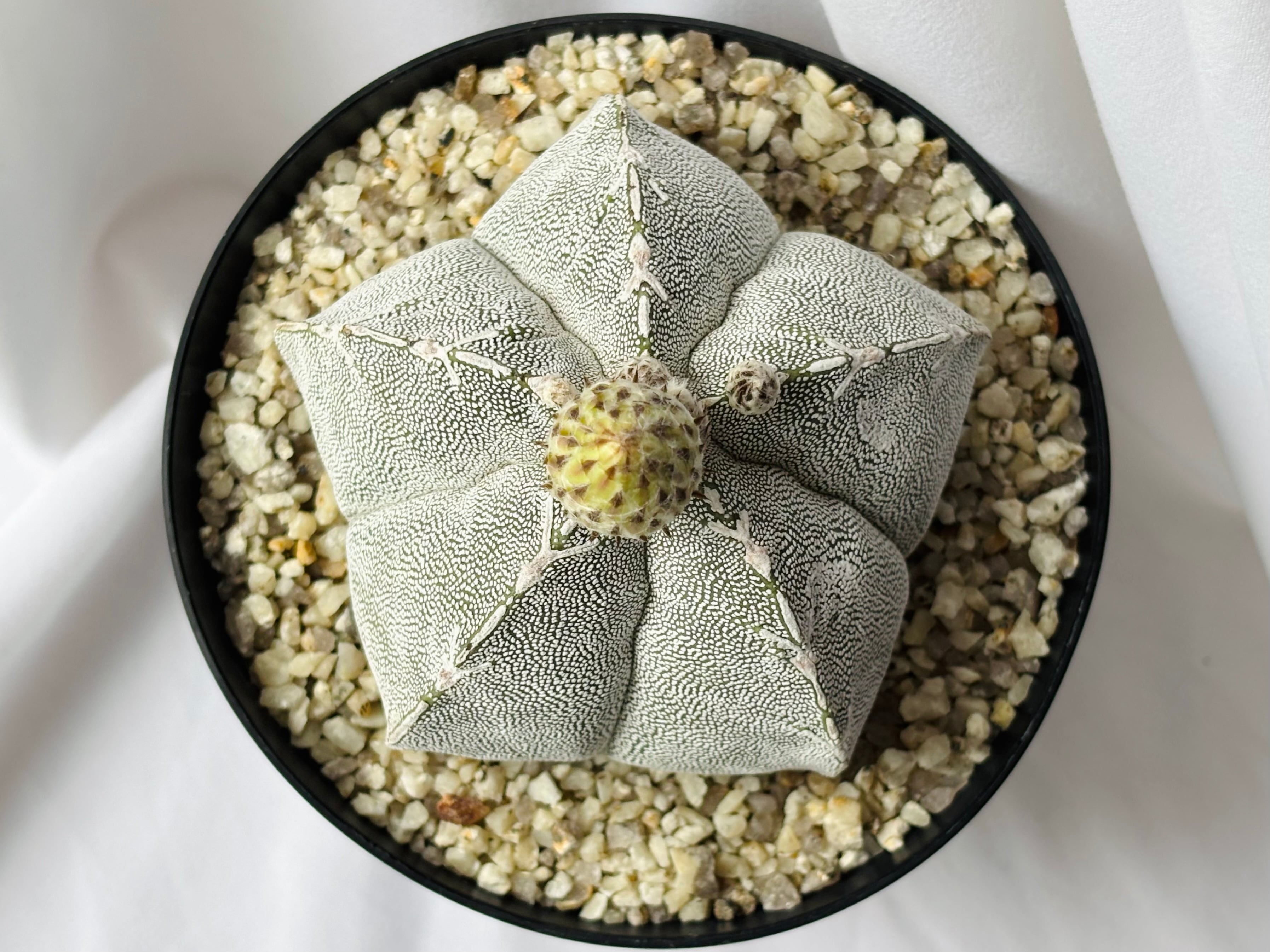Astrophytum myriostigma アストロフィツム ランポー玉 恩塚鸞鳳玉