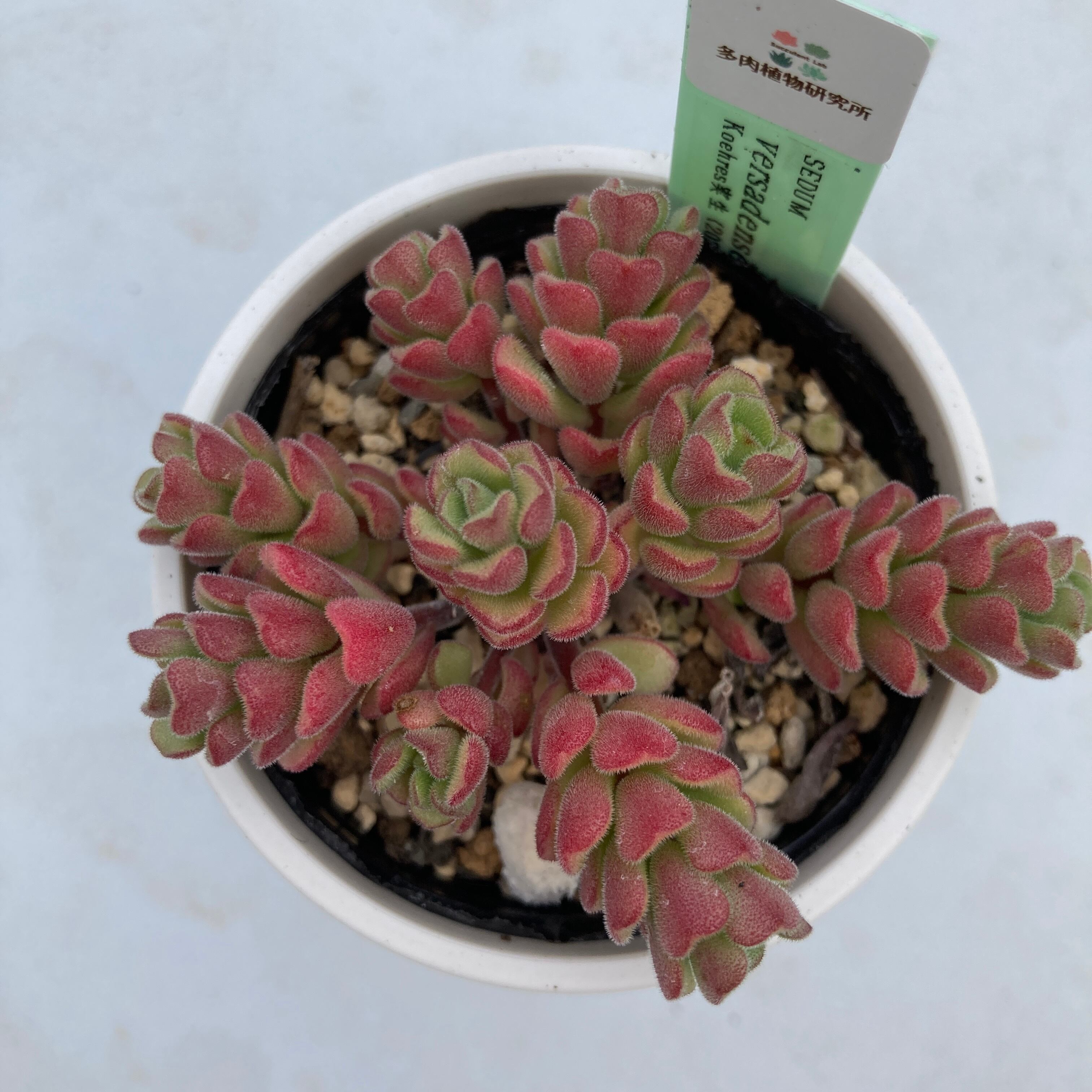 現物商品】SEDUM versadense 原種 実生苗 | 多肉植物研究所