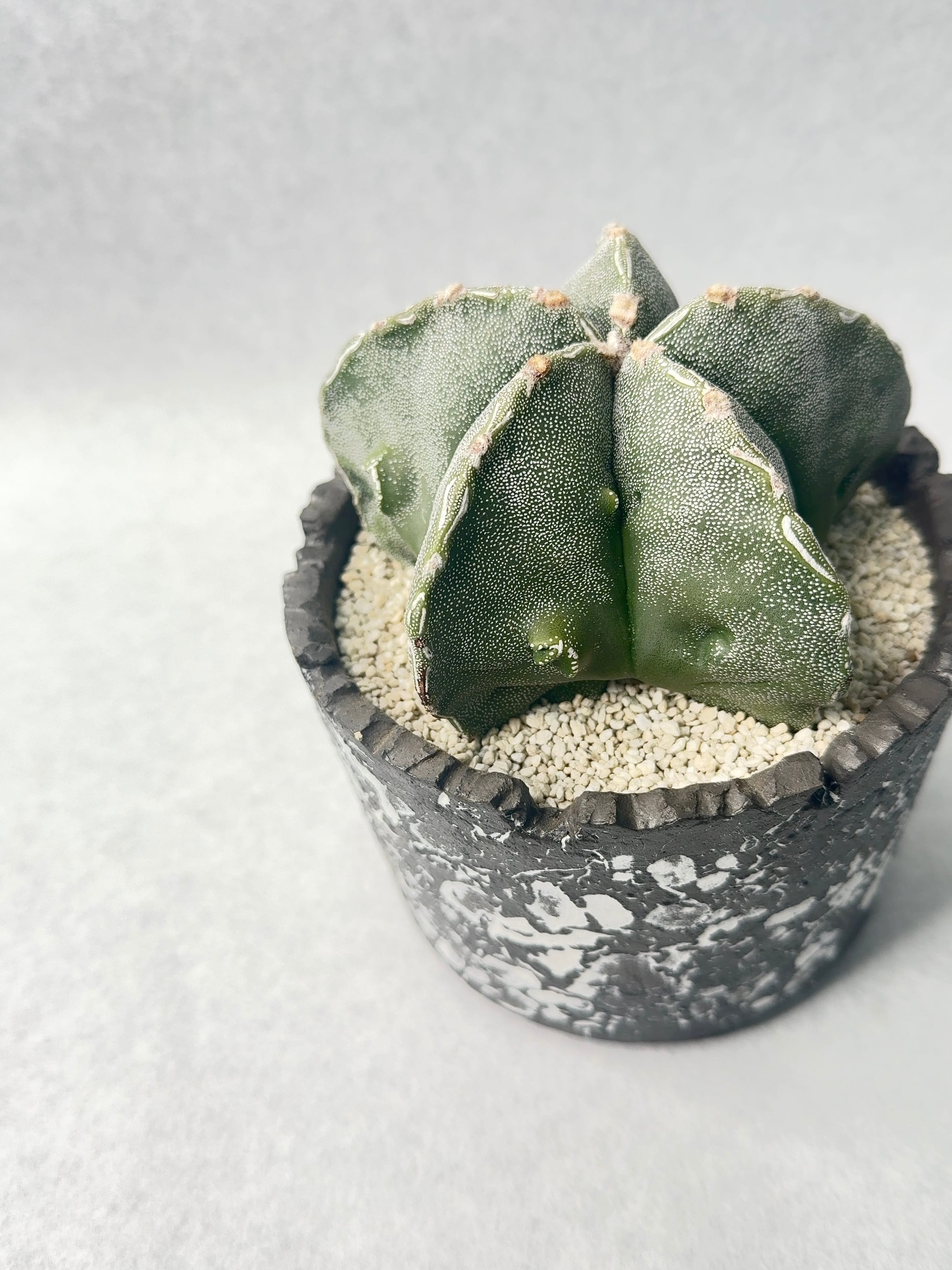 40. アストロフィツム・複隆鸞鳳玉 | trigger