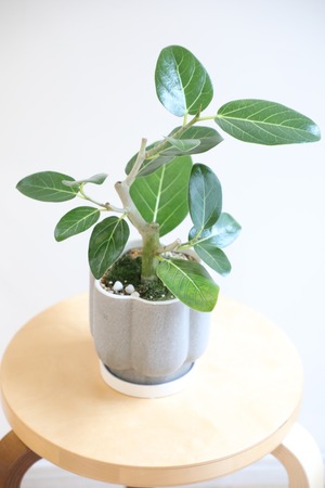 【S】フィカス ベンガレンシス/Ficus