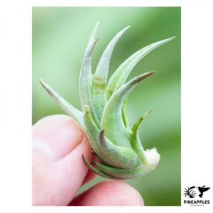 Tillandsia iglari