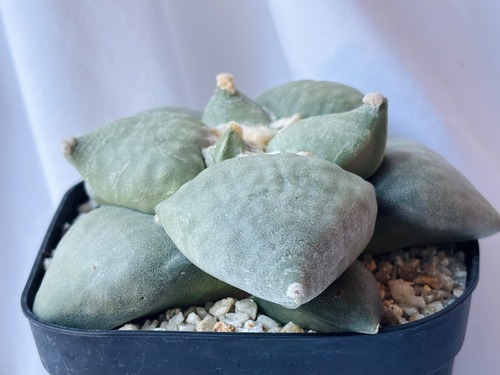 Ariocarpus furfuraceus f.　アリオカルプス　大疣青磁牡丹　サボテン
