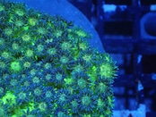 SelectionBaliShip Goniopora BaliGlitter 2