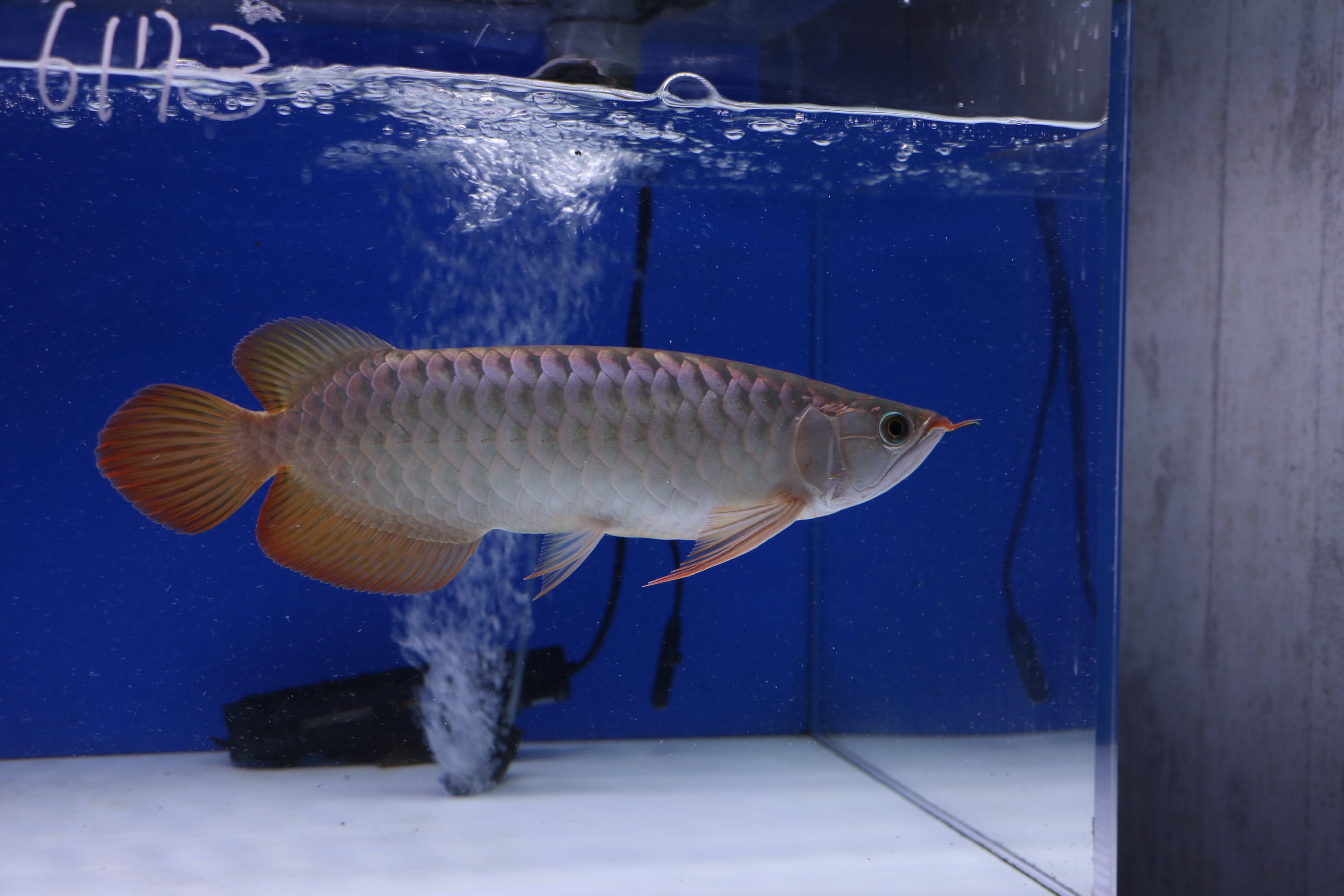 アロワナ(紅龍) | アロワナ等の大型魚・熱帯魚のオンライン販売店