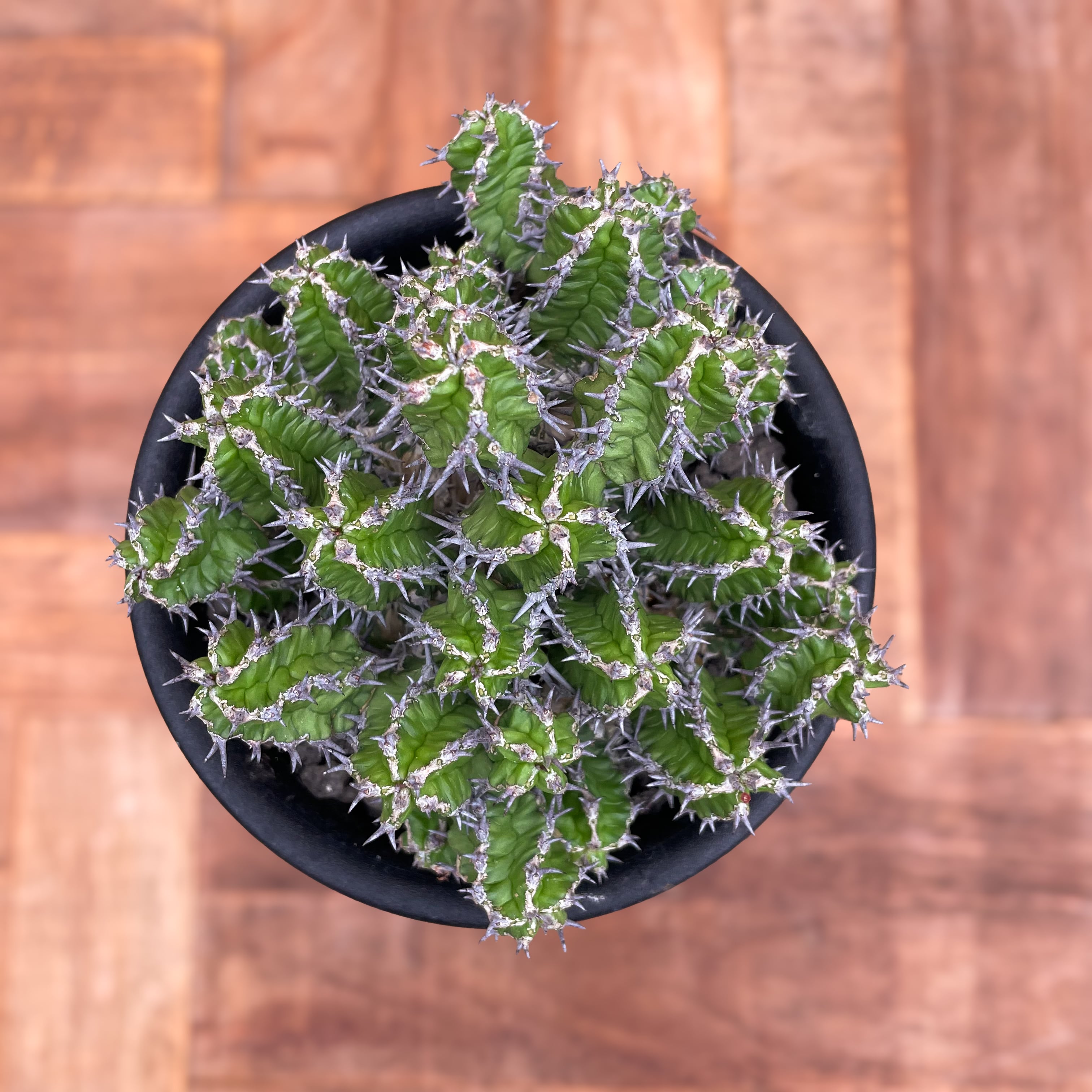Euphorbia mitriformis【ユーフォルビア・ミトリフォルミス】 | RIMO'S GREEN 【Saboten ...