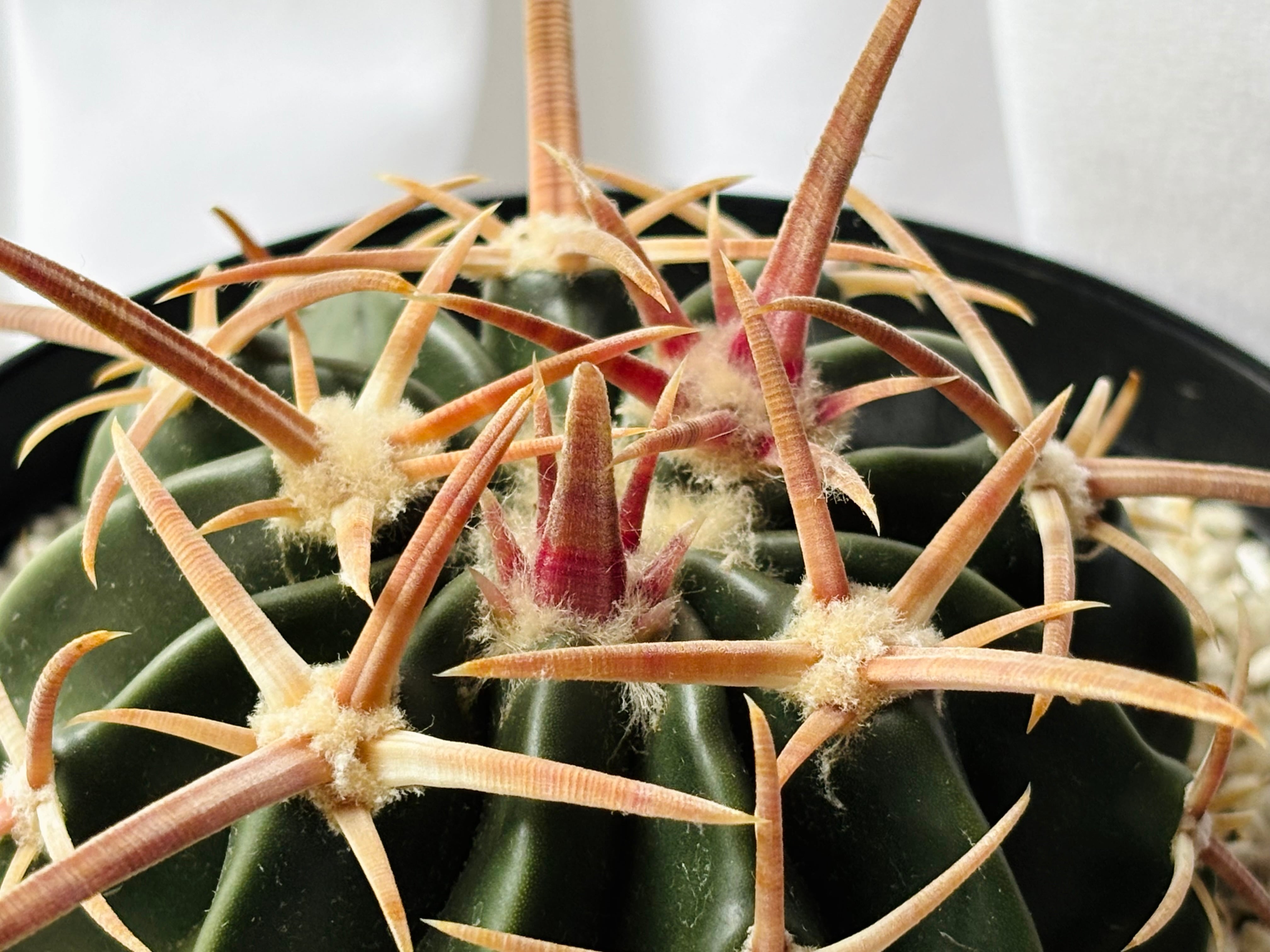 Echinocactus texensis エキノカクタス 綾波 王綾波 サボテン | plants