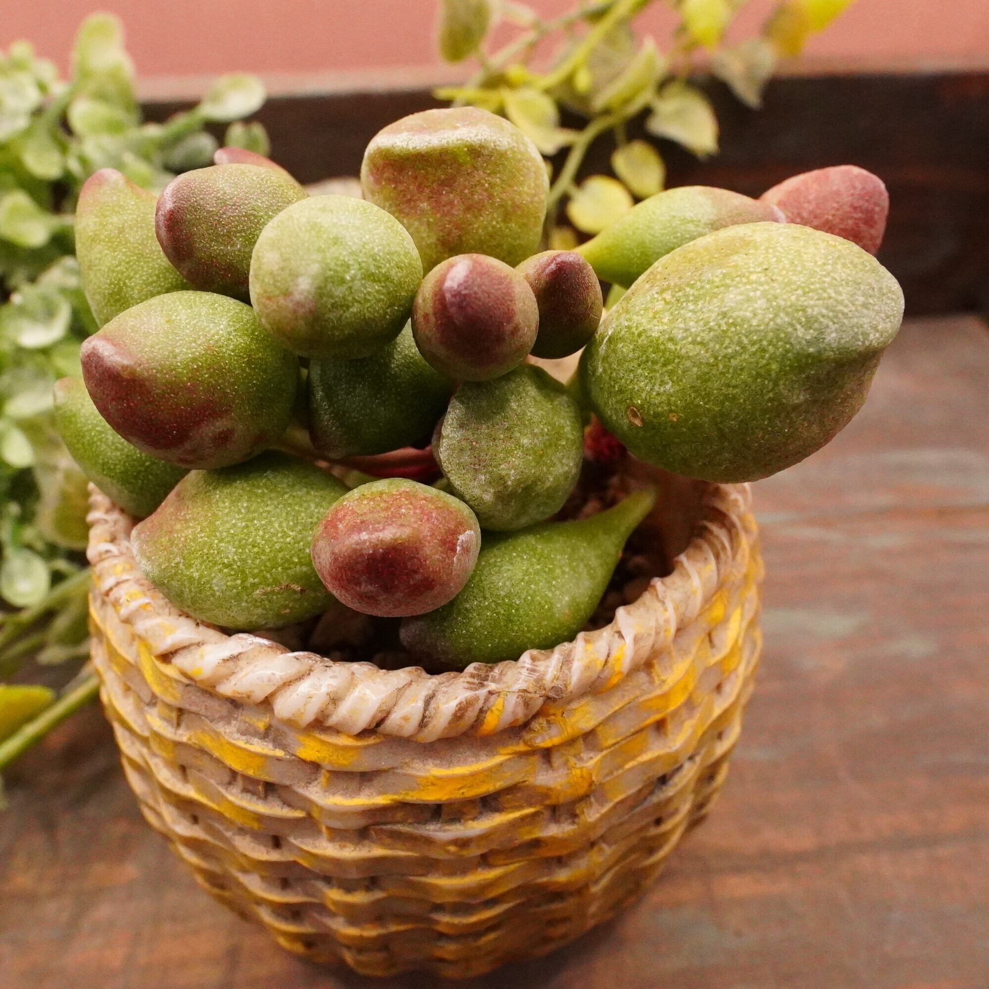 野外品】イエローテール エゾヒメギフ（1メス、北海道産） 【公式通販】