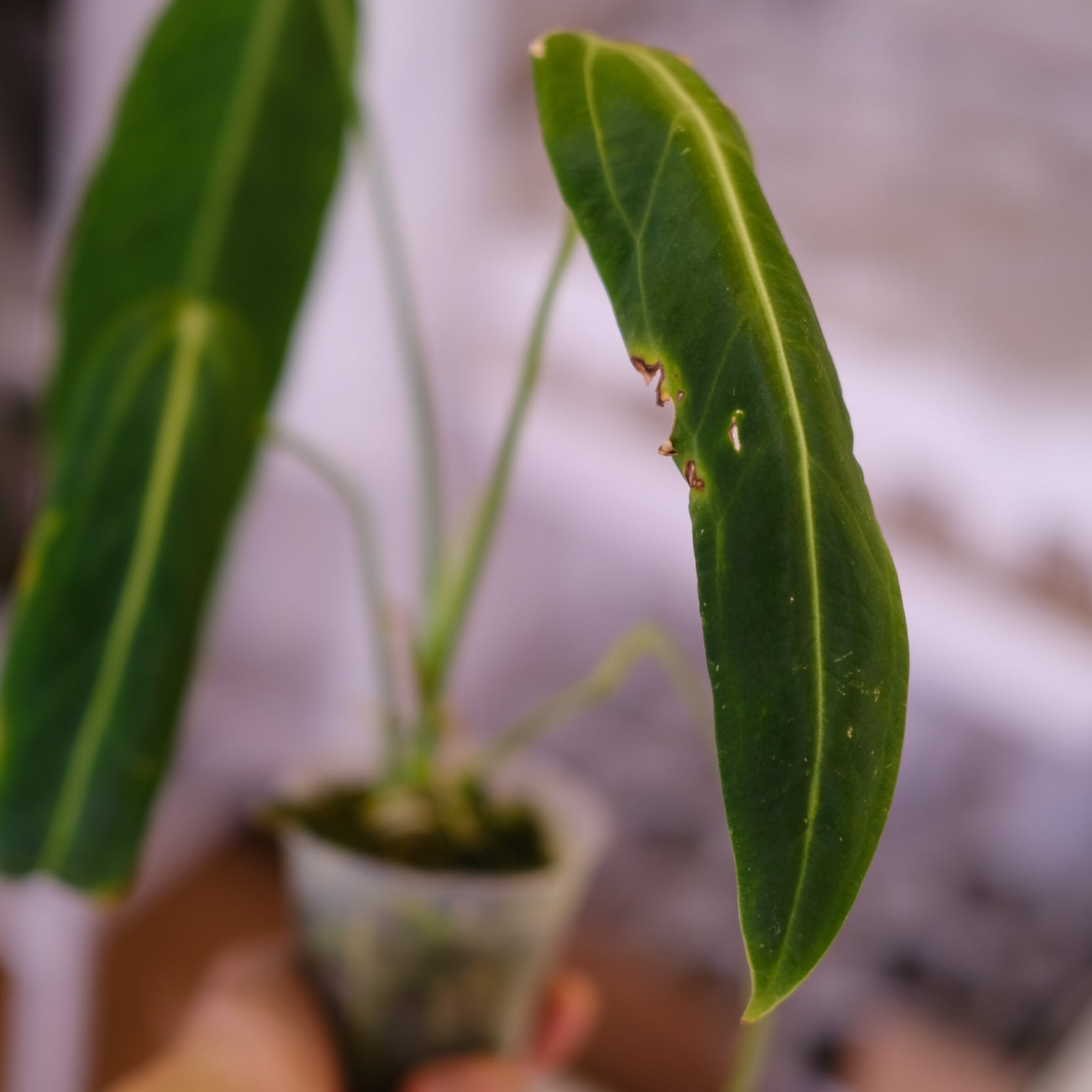 アンスリウム ワロクアーナム│Anthurium Warocqueanum㉙│観葉植物