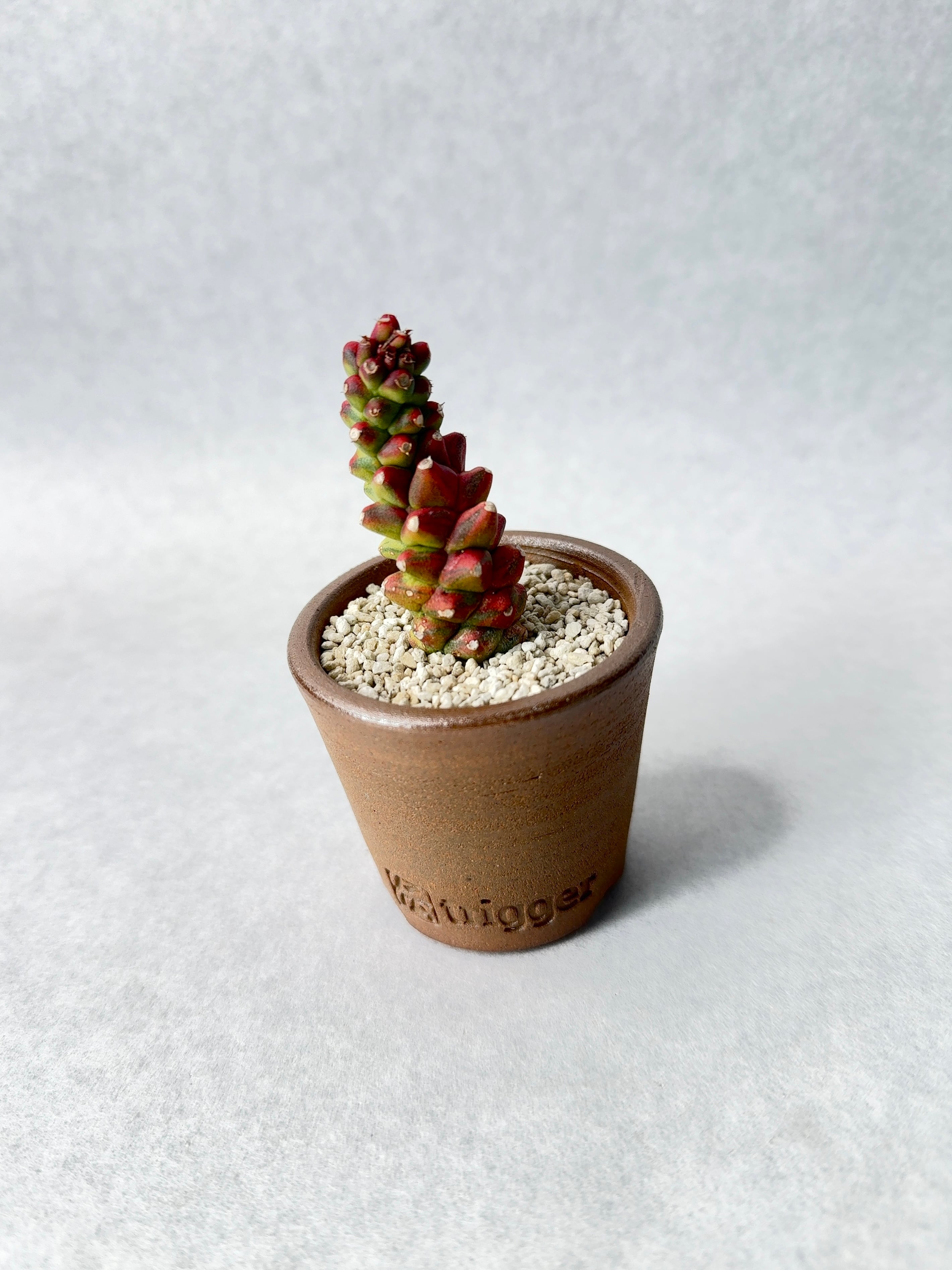 モナデニウム・リチェイ錦 | trigger