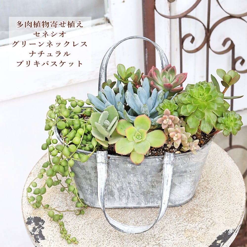 現品販売 多肉植物寄せ植え セネシオ＆グリーンネックレス ナチュラル
