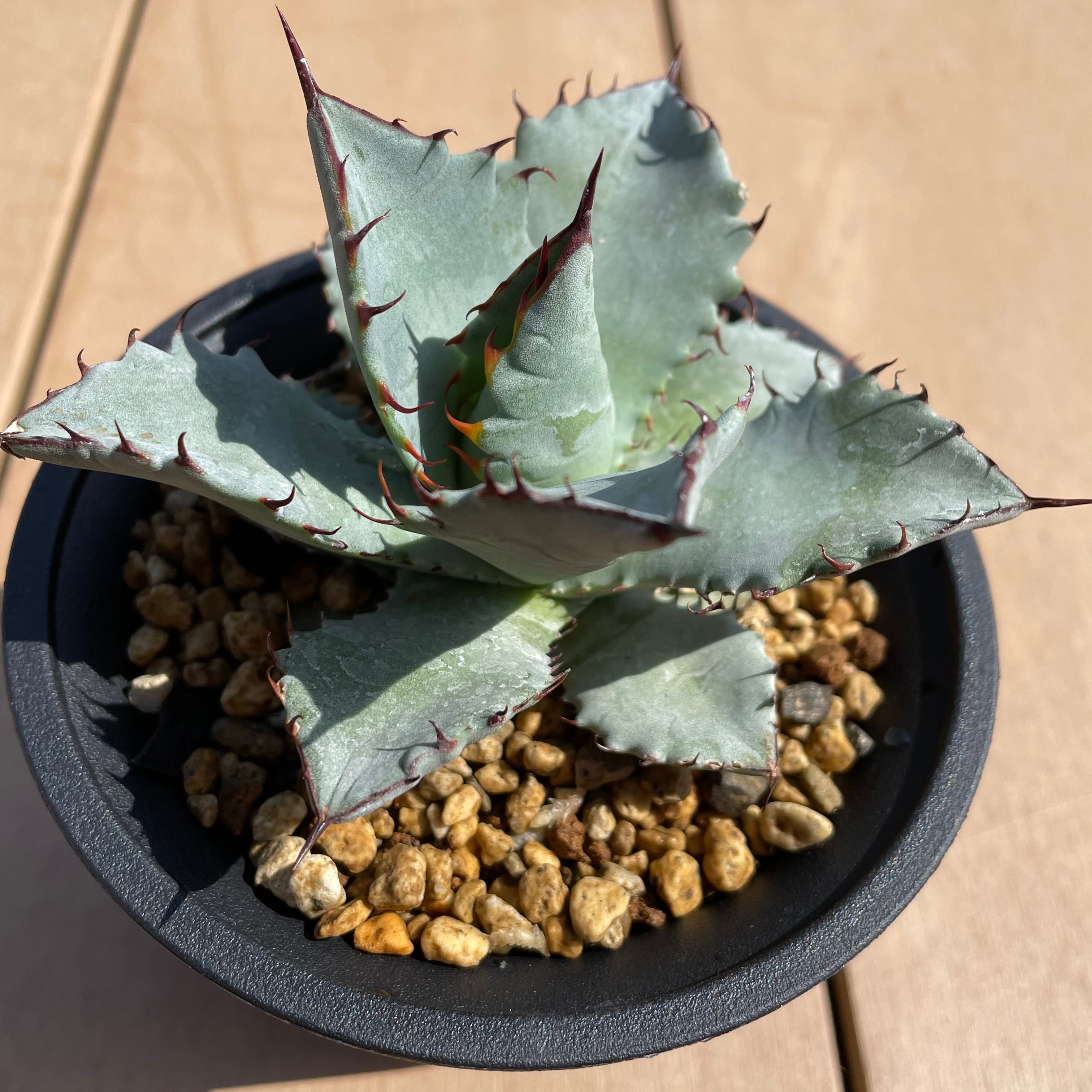 Agave titanota×isithmensis Hyb /4号 ハイブリッド アガベ チタノタ ...