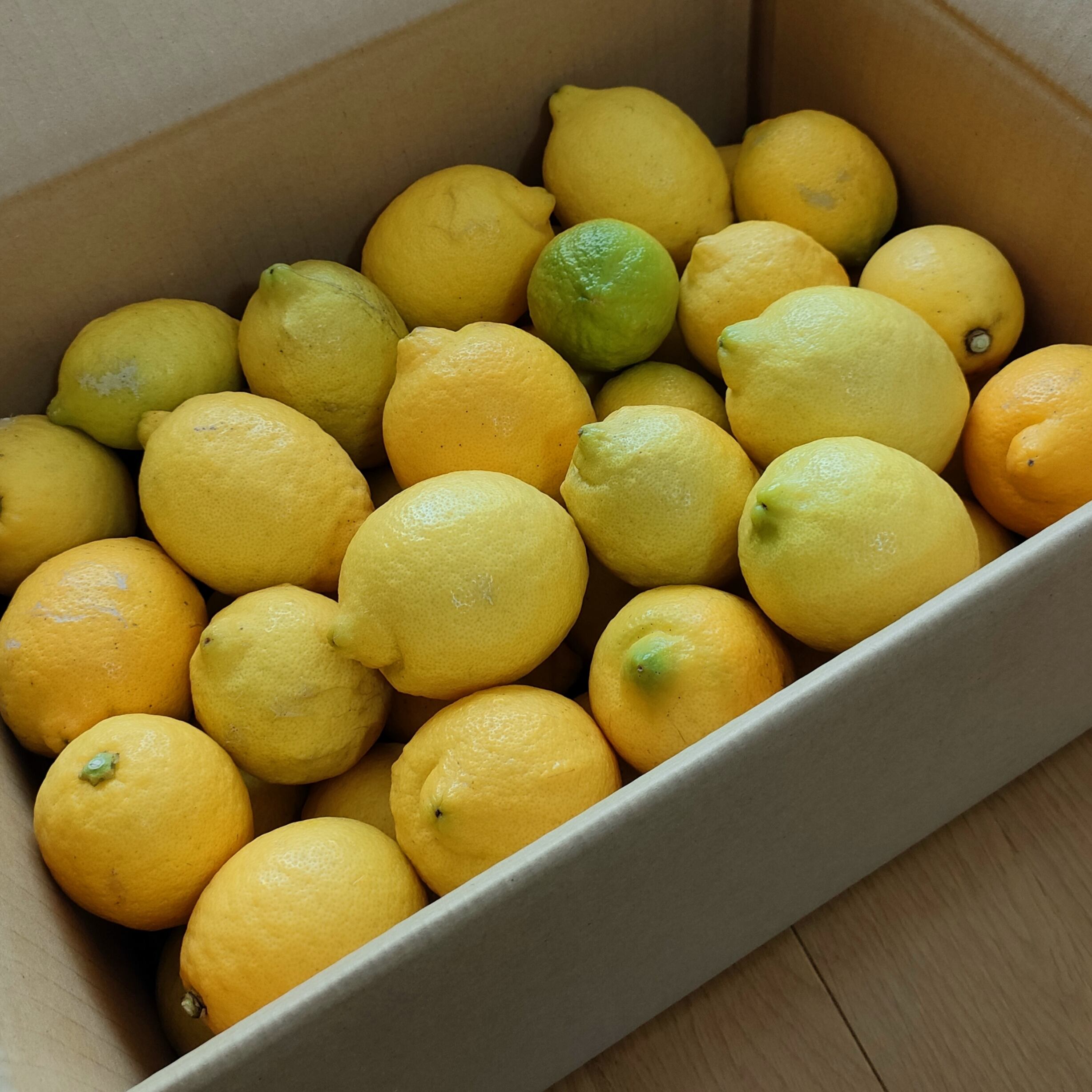 無農薬レモン 5kg | 曽根花卉 SONEKAKI