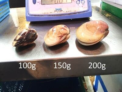 ハマグリ購入ページ 天然 地ハマグリ 1キロ（1個約200gサイズ） 千葉 冷蔵【地ハマ