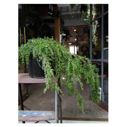 Leptospermum polygalifolium 'Vertical Drop'