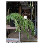 Leptospermum polygalifolium 'Vertical Drop'