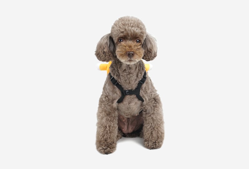 ZOOハーネス&リードセット 3color / 犬 犬用 ハーネス 小型犬 中型犬 ドッグウェア ペット用品 胴輪 犬用リュック