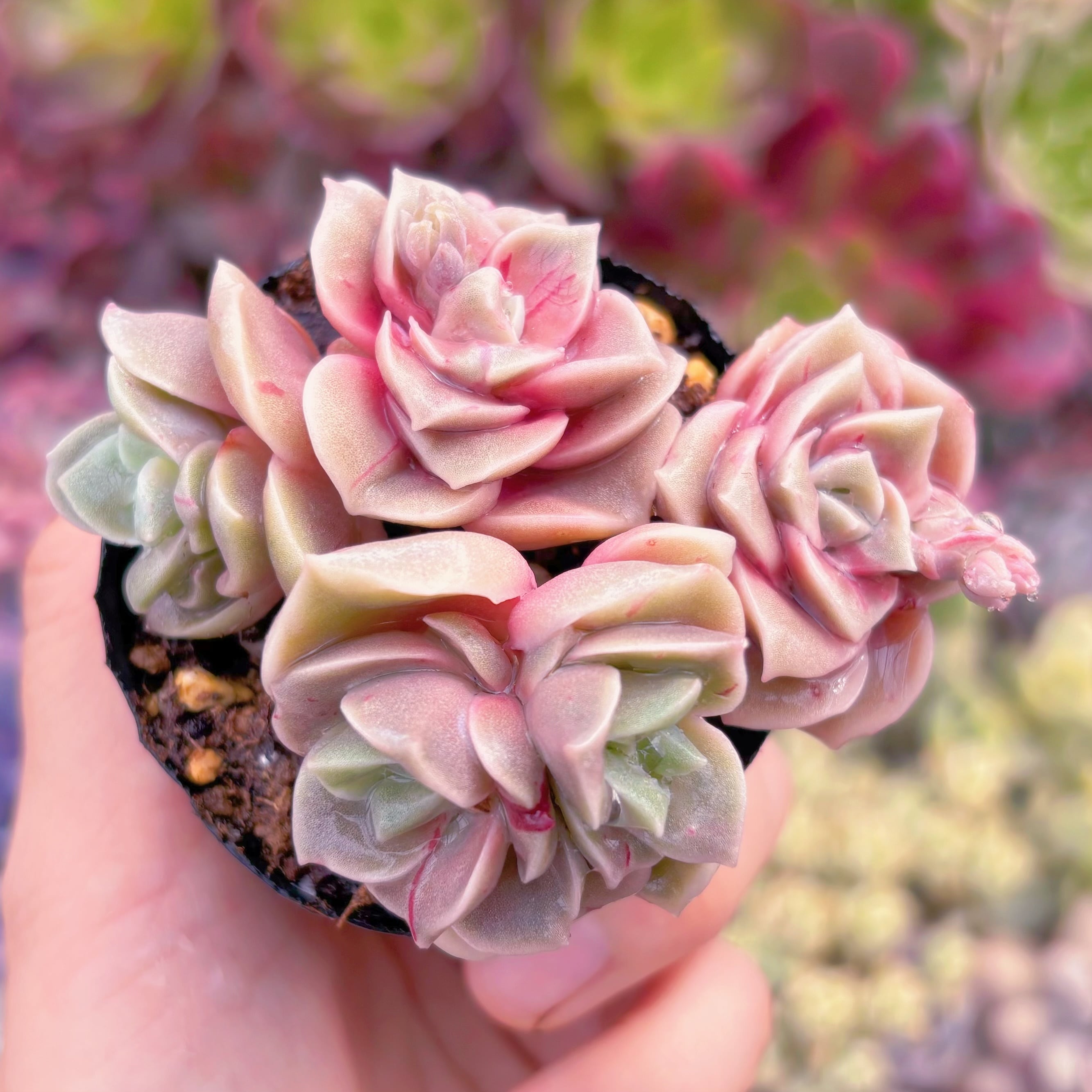 現品　ラブリーローズ錦(赤斑)#046　群生　るる農園