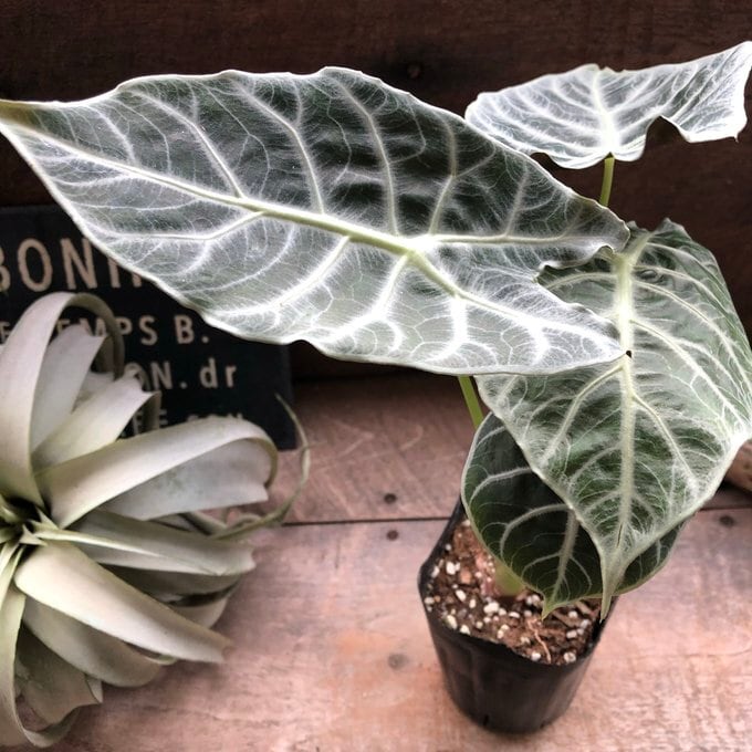 ワトソニアライトニング 即完売 アロカシア 観葉植物 | 植物の店ベリー