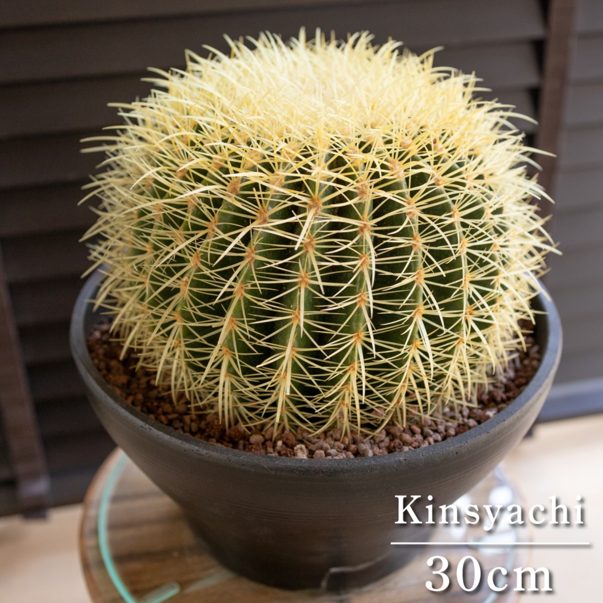 発根済】30cm 金鯱 サボテン 特大 10号 多肉植物 ドライガーデン 