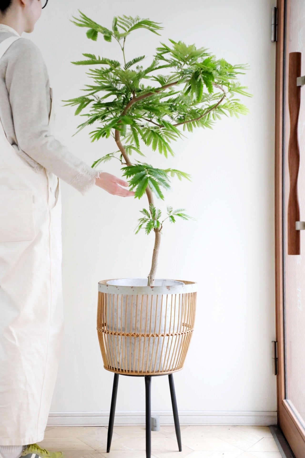 【渋谷区周辺エリア/配送料無料】【L/150cm】エバーフレッシュ曲げ木/Pithecellobium confertum ever fresh ※スタンド鉢カバー別売り