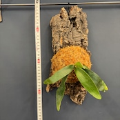 ビカクシダ Foong Siqi 板付け (コルク)【367】