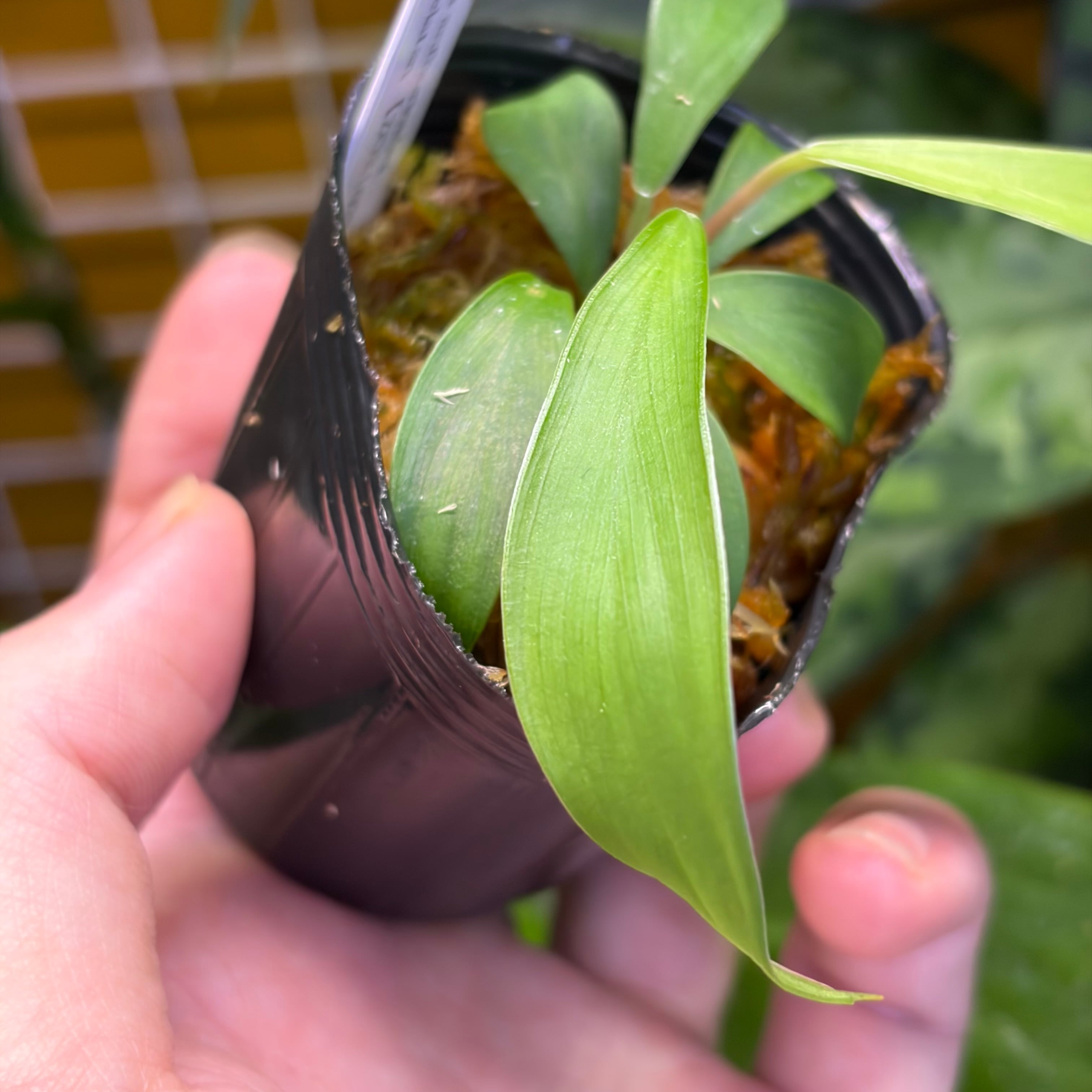 Homalomena anthurioides Tapanuli Selatan 【ZOE1025-3p】 | 熱帯雨林