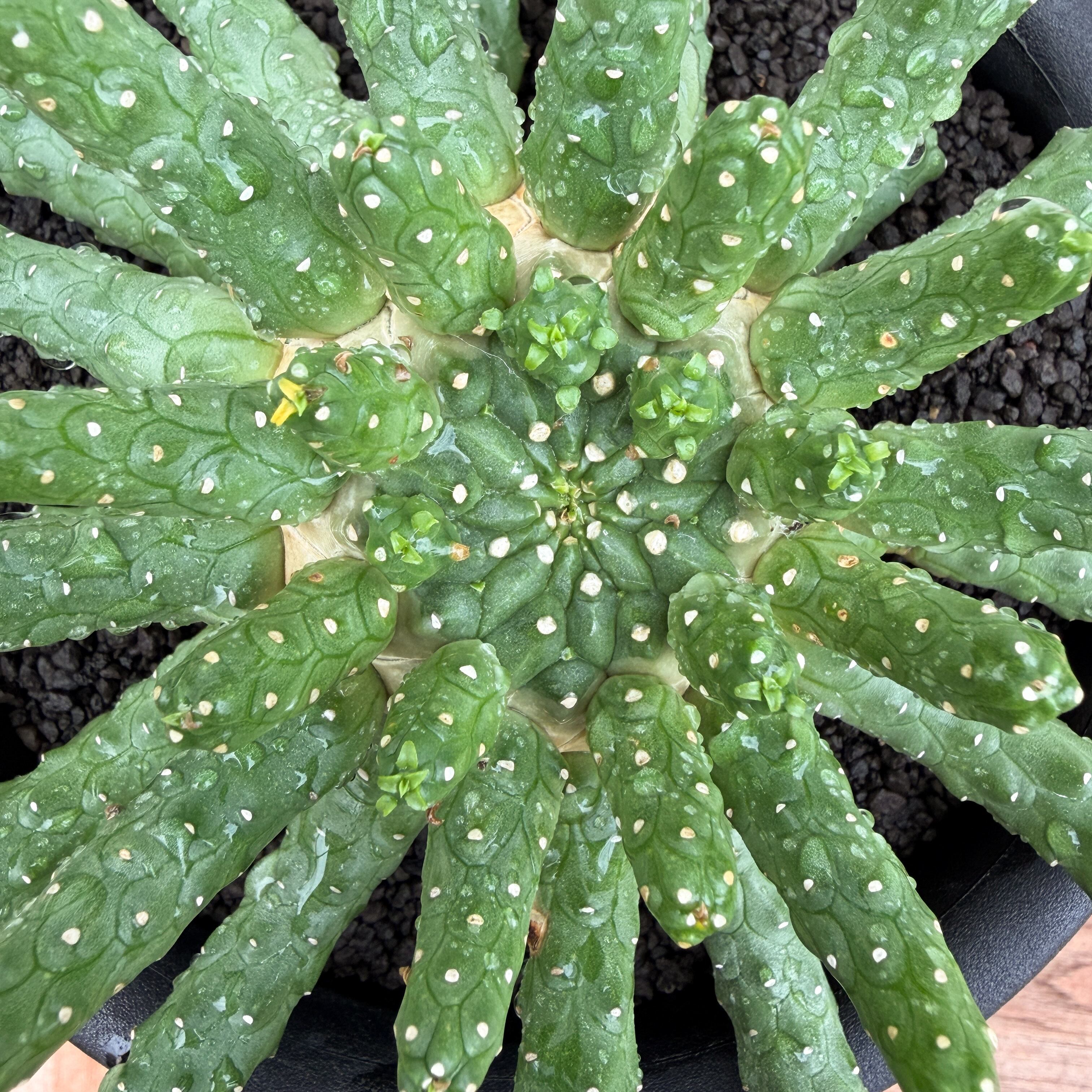 Euphorbia inermis【ユーフォルビア・イネルミス・九頭竜】 | RIMO'S