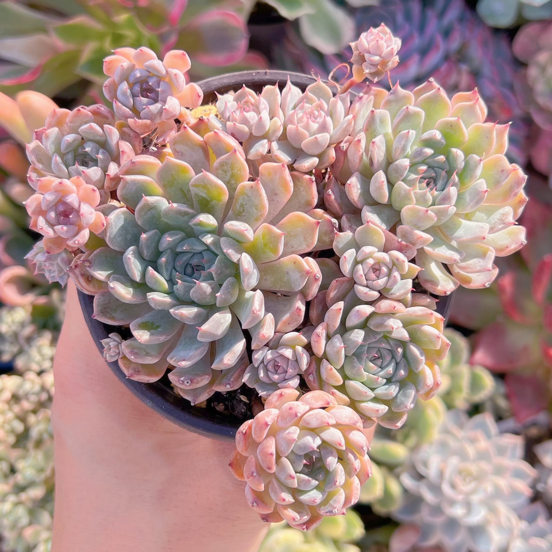 現品　芍薬#062   古株   るる農園