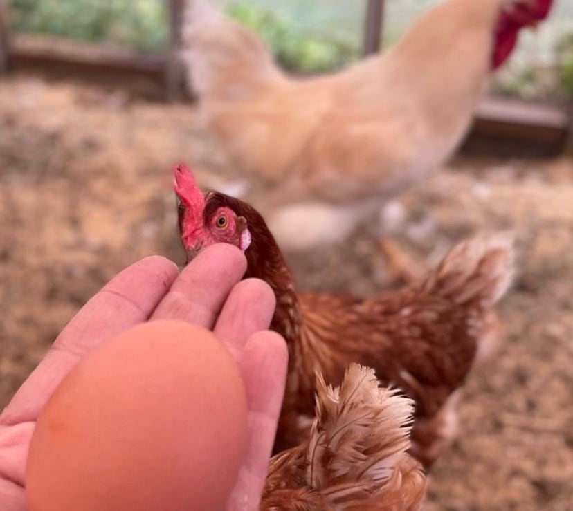 朝採れ平飼いたまごプリン4個セット | Hitotsu Sweets Shop 朝採れ平飼いたまごプリン4個セット | Hitotsu Sweets Shop