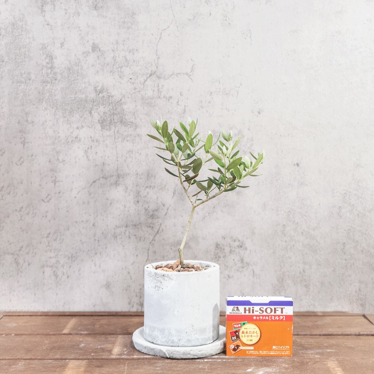 卓上サイズのミニ観葉植物 オリーブの木 マンザニロ こだわりのモルタルの手作り鉢 省スペースで飾れるインテリア【虫発生抑制】