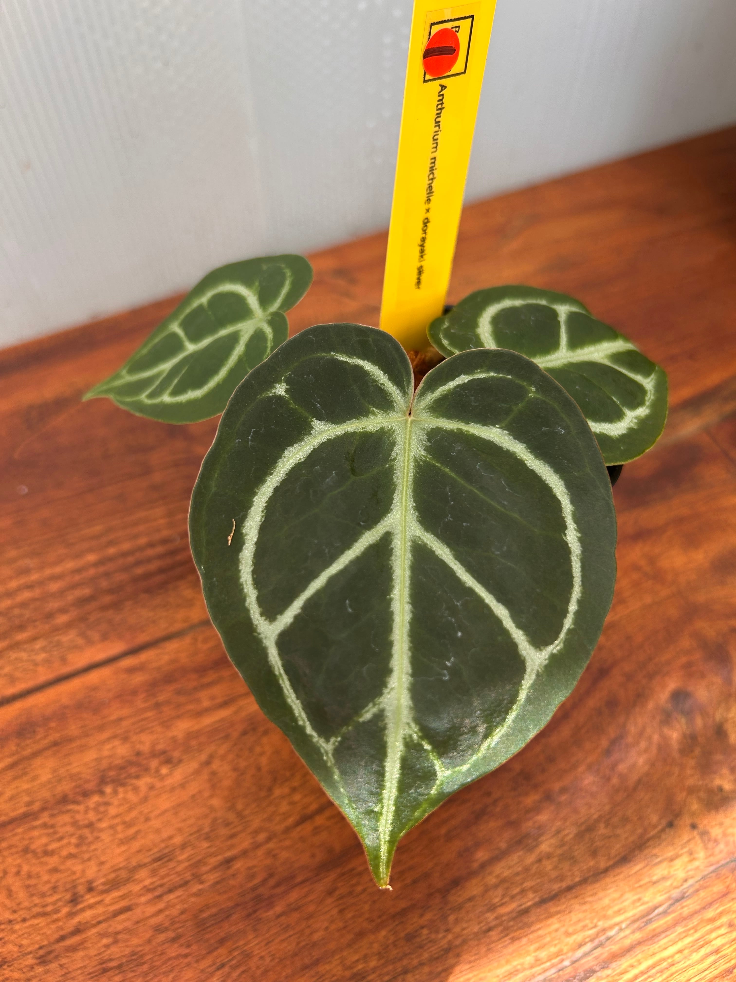 Anthurium | BALI-AN 園芸