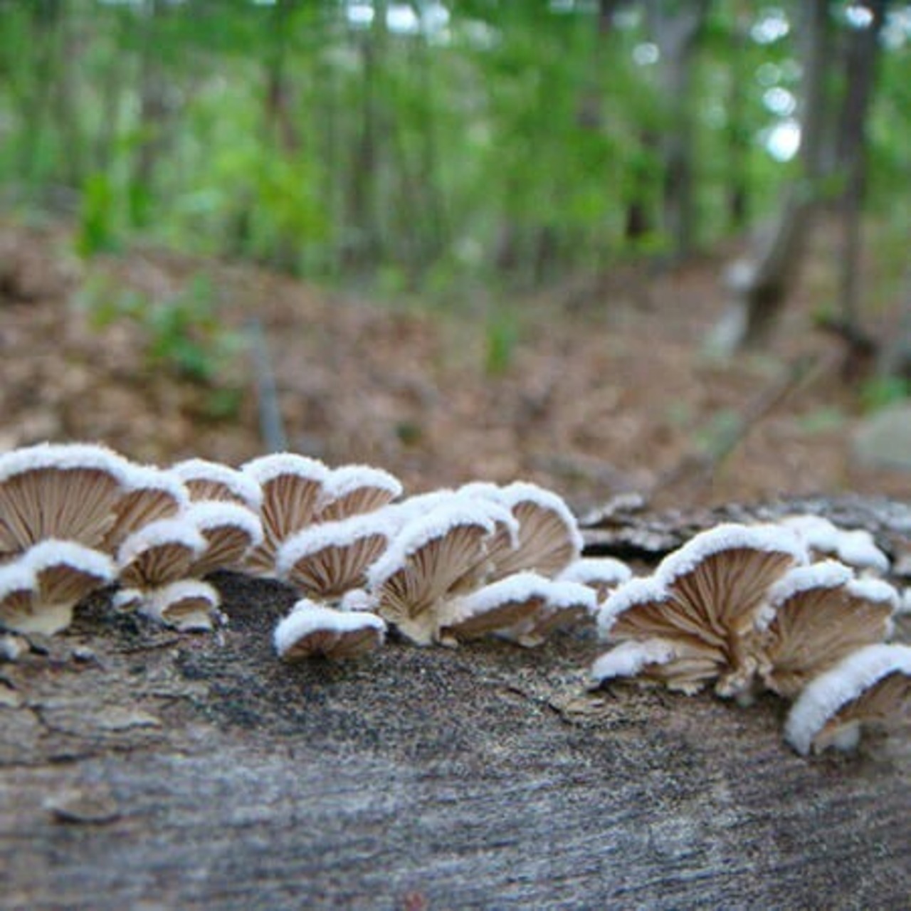 【スパトリートメント】 HAS モイストローション [化粧水]