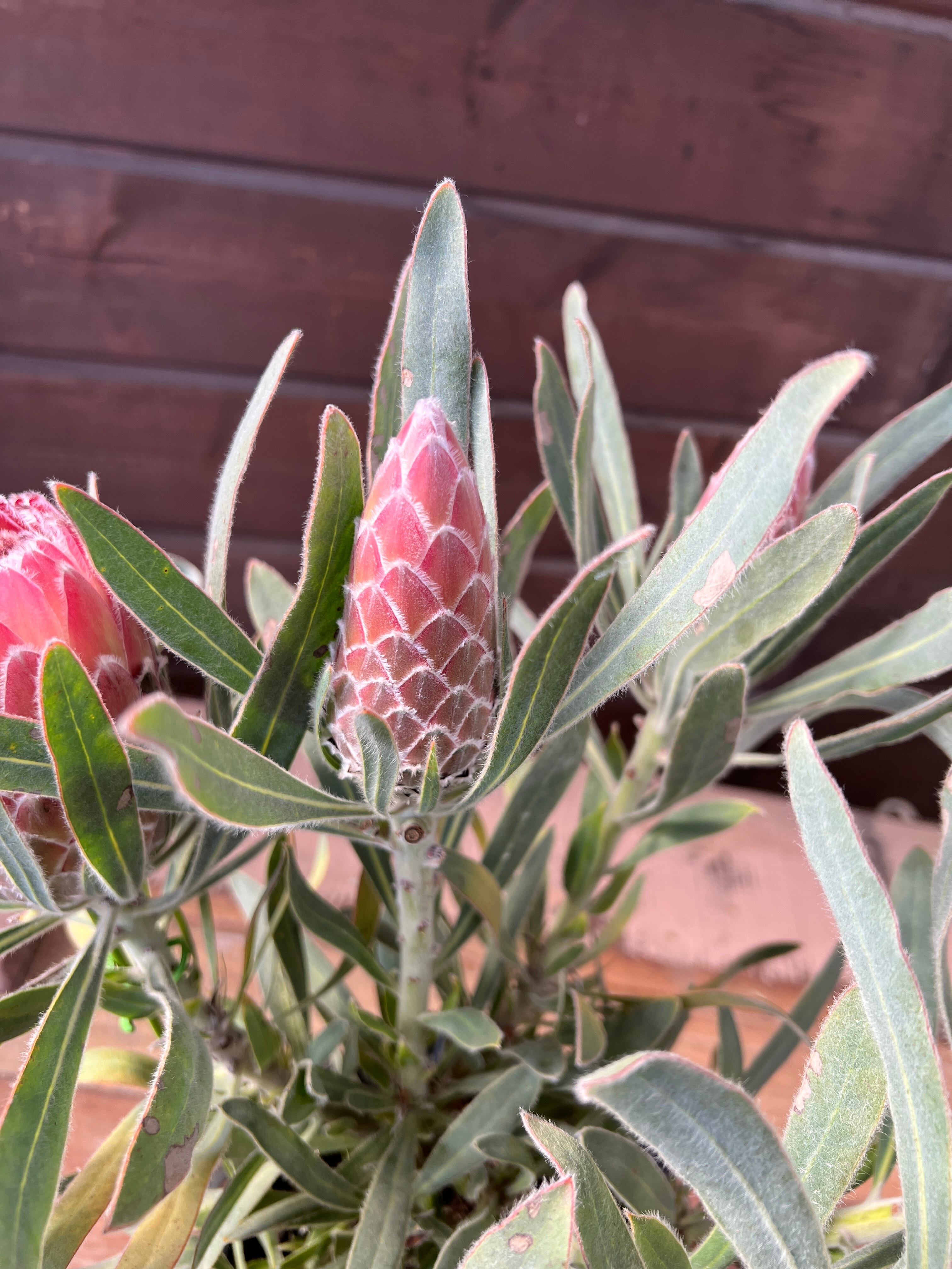 プロテア ジュリエット③ 花:6個 | 沼ノ上農園