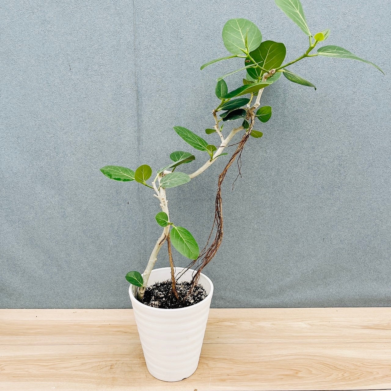 現品］【希少】2番 サボテン セレウス ペルビアナス スピラリス 8号