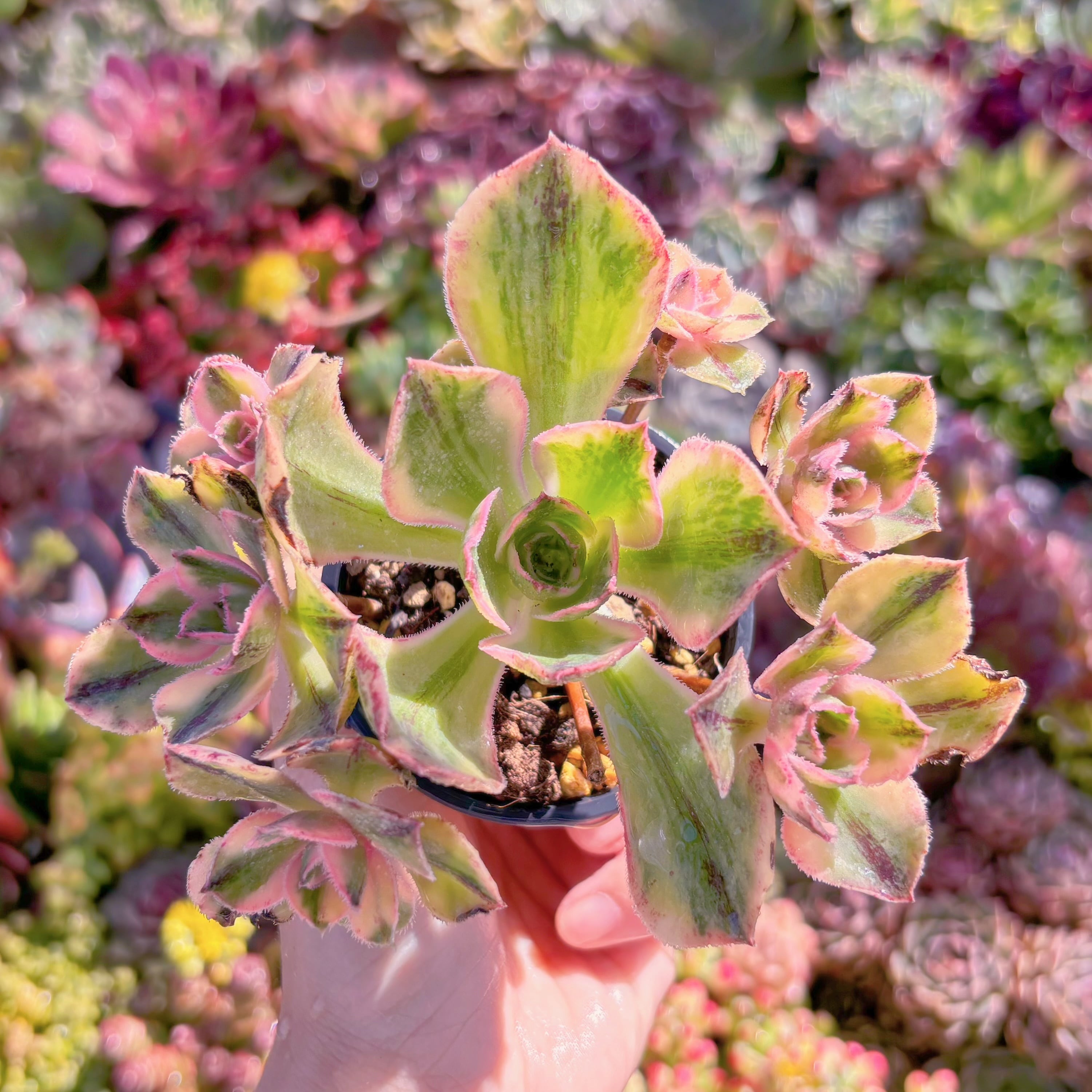 多肉植物　ロスコープ錦　群生　新入荷　るる農園